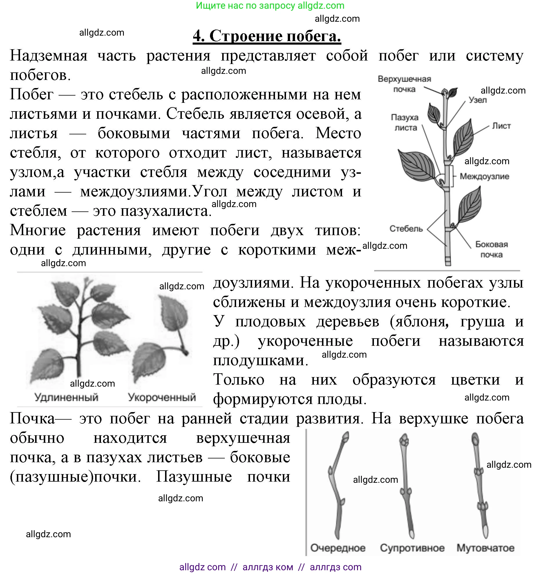 Биология, 6 класс Учебник, авторы: Пасечник Владимир Васильевич, Суматохин Сергей Витальевич, Гапонюк Зоя Георгиевна, Швецов Глеб Геннадьевич, издательство Просвещение, Москва, 2023, белого цвета, страница 90, номер 4, Решение 1