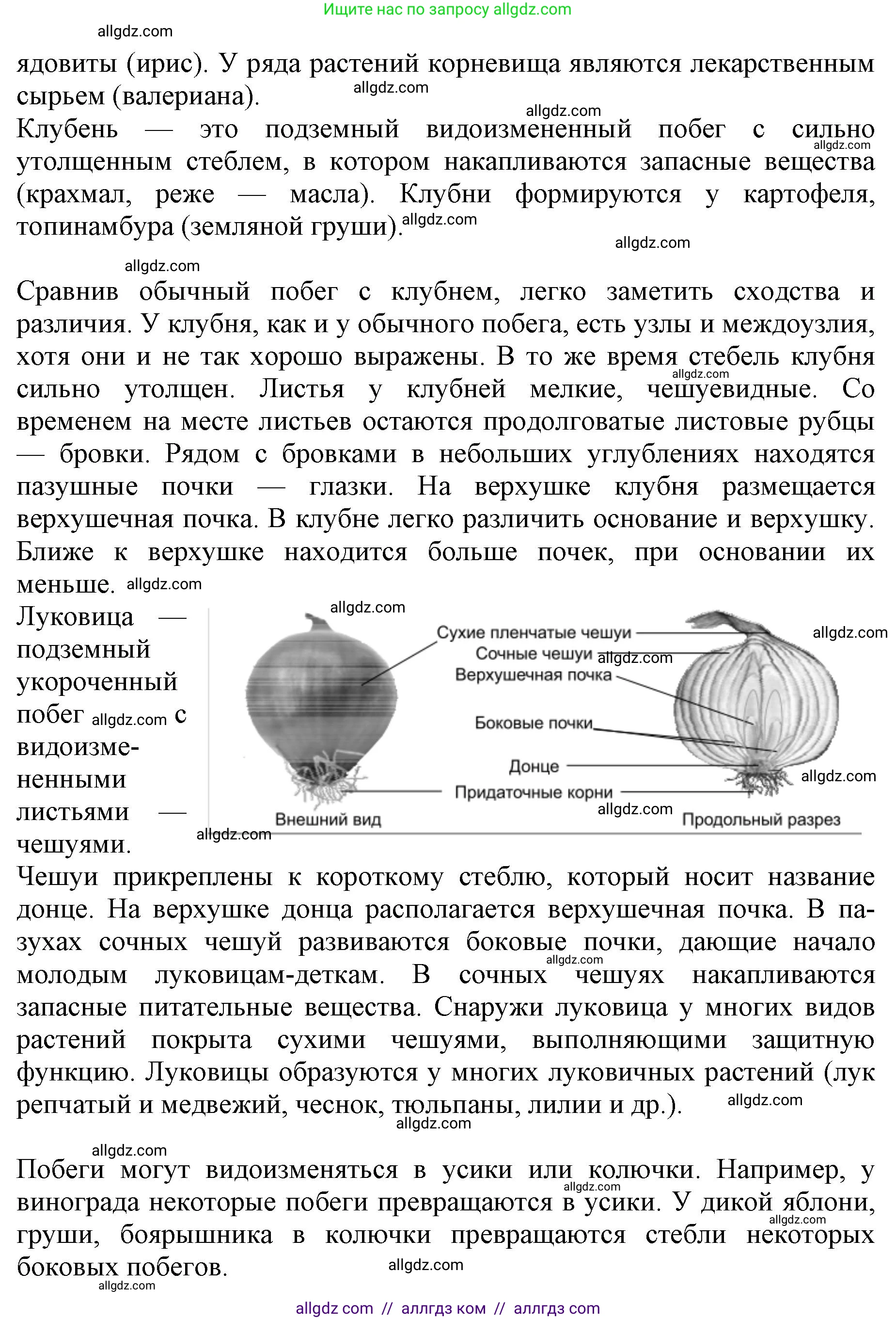 Биология, 6 класс Учебник, авторы: Пасечник Владимир Васильевич, Суматохин Сергей Витальевич, Гапонюк Зоя Георгиевна, Швецов Глеб Геннадьевич, издательство Просвещение, Москва, 2023, белого цвета, страница 90, номер 5, Решение 1 (продолжение 2)