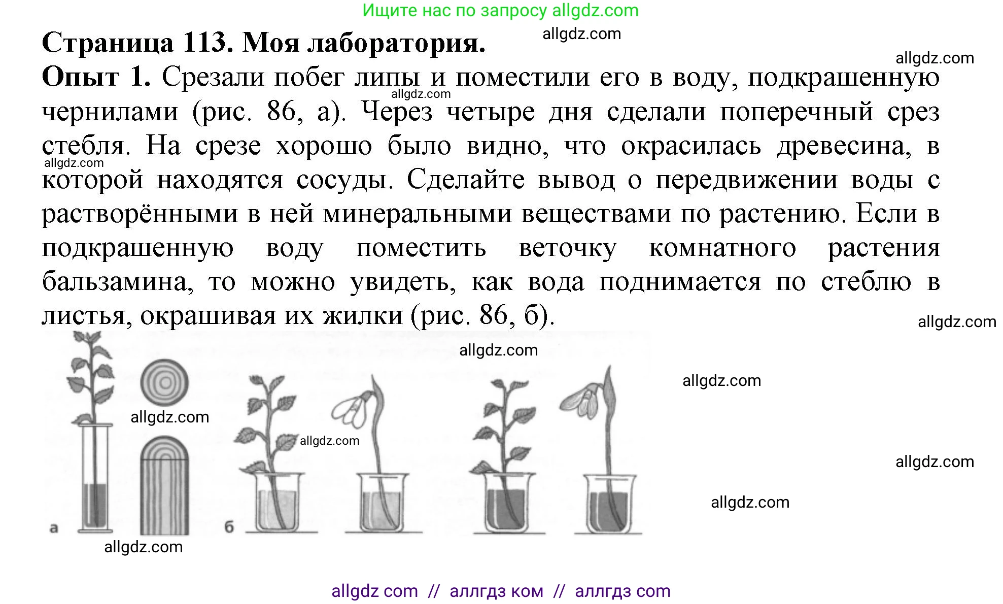 Биология, 6 класс Учебник, авторы: Пасечник Владимир Васильевич, Суматохин Сергей Витальевич, Гапонюк Зоя Георгиевна, Швецов Глеб Геннадьевич, издательство Просвещение, Москва, 2023, белого цвета, страница 113, Решение 1