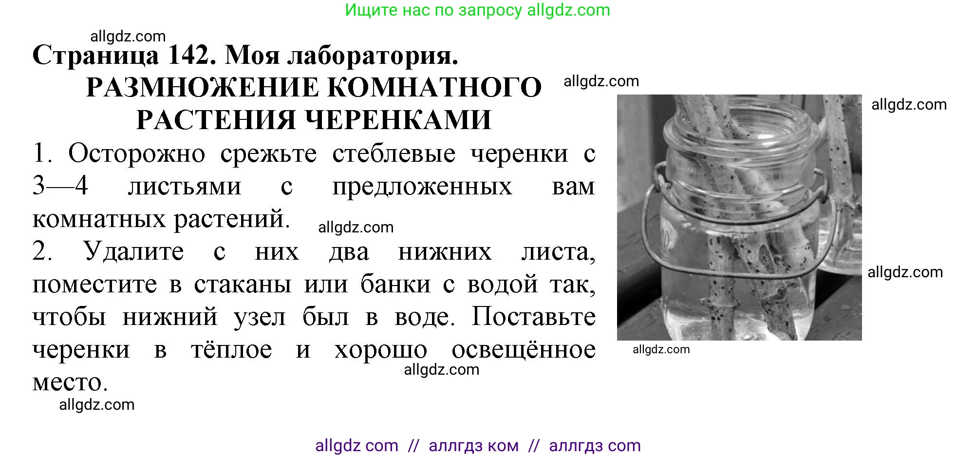 Биология, 6 класс Учебник, авторы: Пасечник Владимир Васильевич, Суматохин Сергей Витальевич, Гапонюк Зоя Георгиевна, Швецов Глеб Геннадьевич, издательство Просвещение, Москва, 2023, белого цвета, страница 142, Решение 1