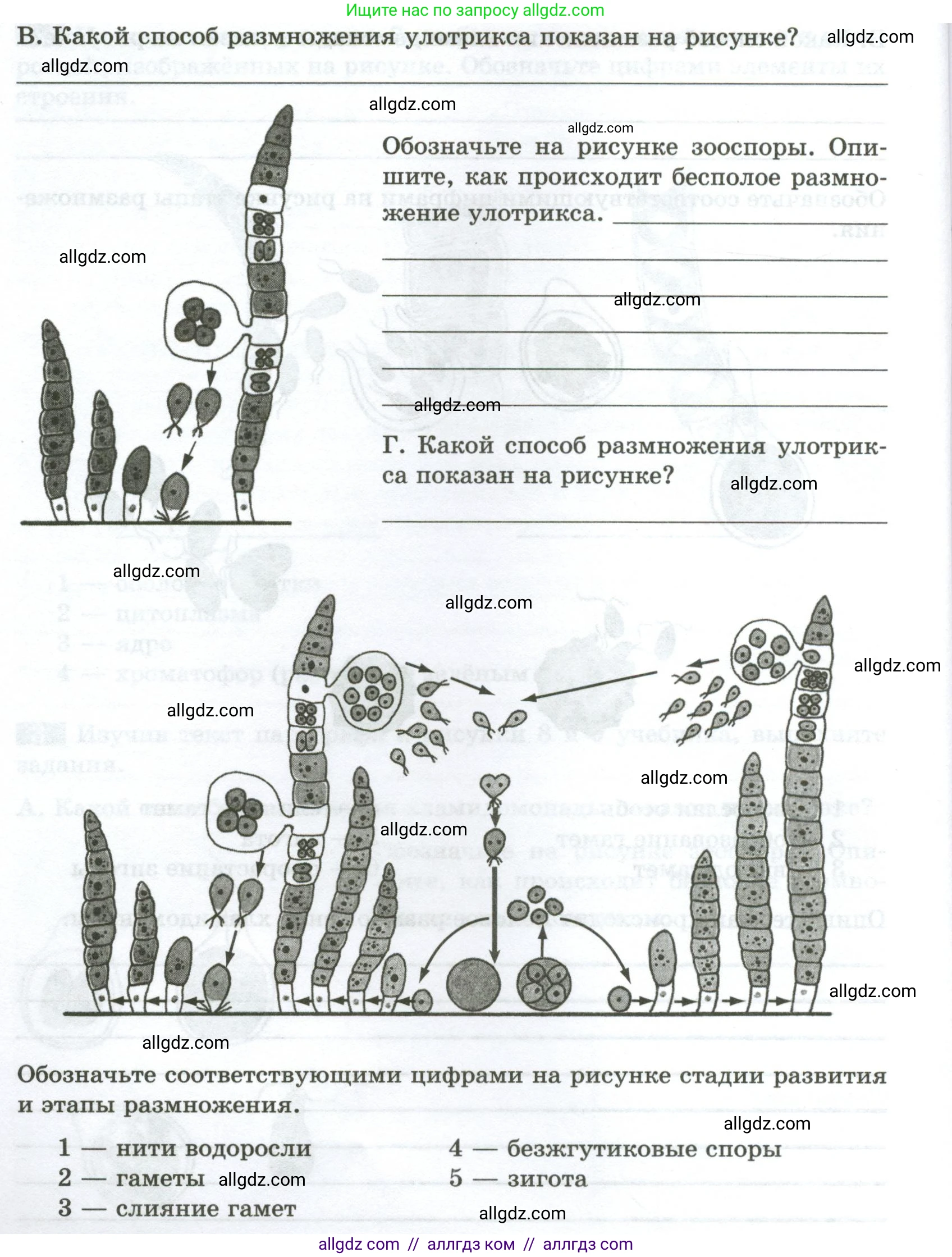 Биология, 7 класс рабочая тетрадь, авторы: Пасечник Владимир Васильевич, Суматохин Сергей Витальевич, Швецов Глеб Геннадьевич, Гапонюк Зоя Георгиевна, Косарькова Марина Викторовна, издательство Просвещение, Москва, 2023, бирюзового цвета, страница 10, номер 3, Условие (продолжение 3)