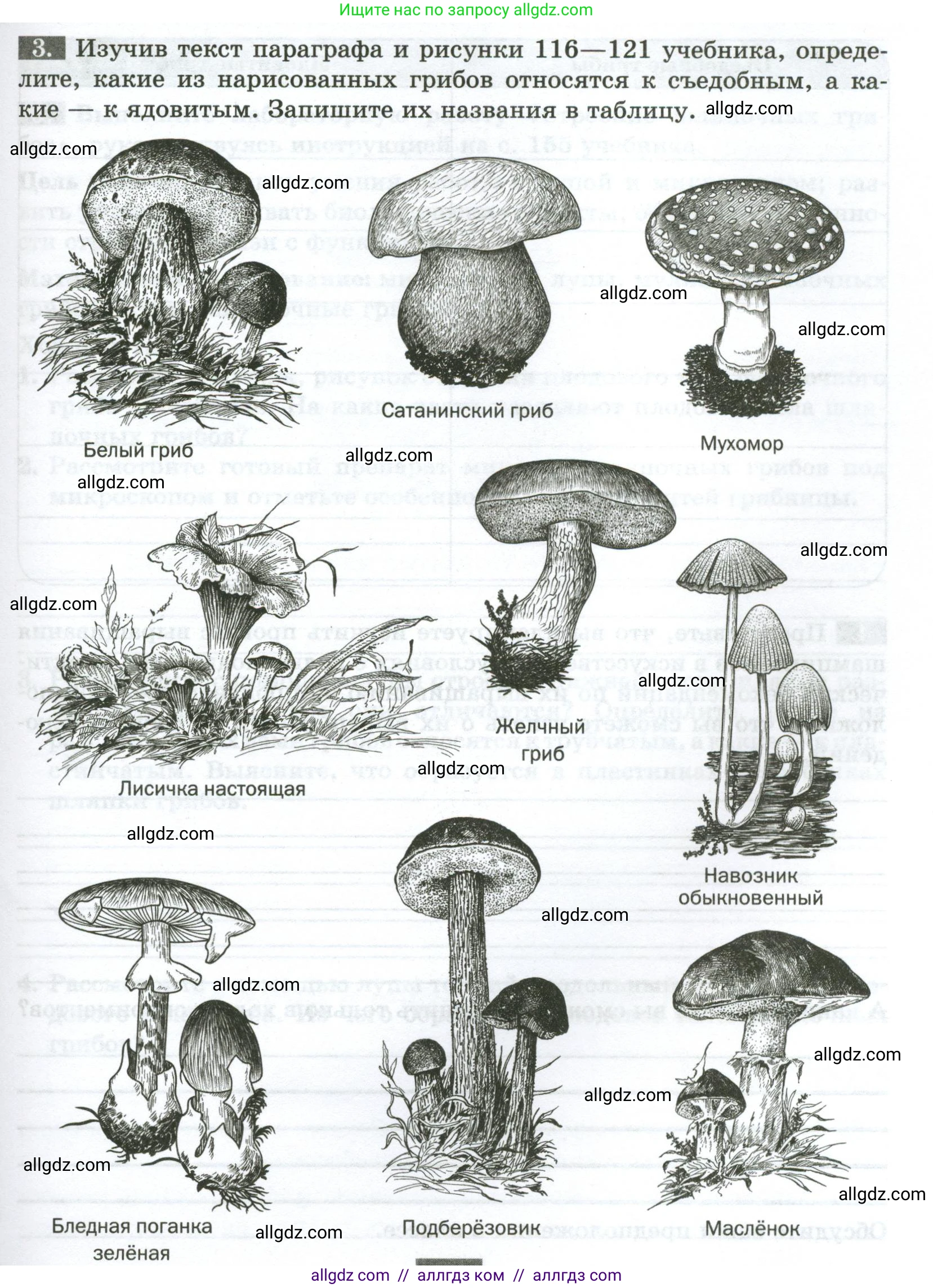 Биология, 7 класс рабочая тетрадь, авторы: Пасечник Владимир Васильевич, Суматохин Сергей Витальевич, Швецов Глеб Геннадьевич, Гапонюк Зоя Георгиевна, Косарькова Марина Викторовна, издательство Просвещение, Москва, 2023, бирюзового цвета, страница 91, номер 3, Условие