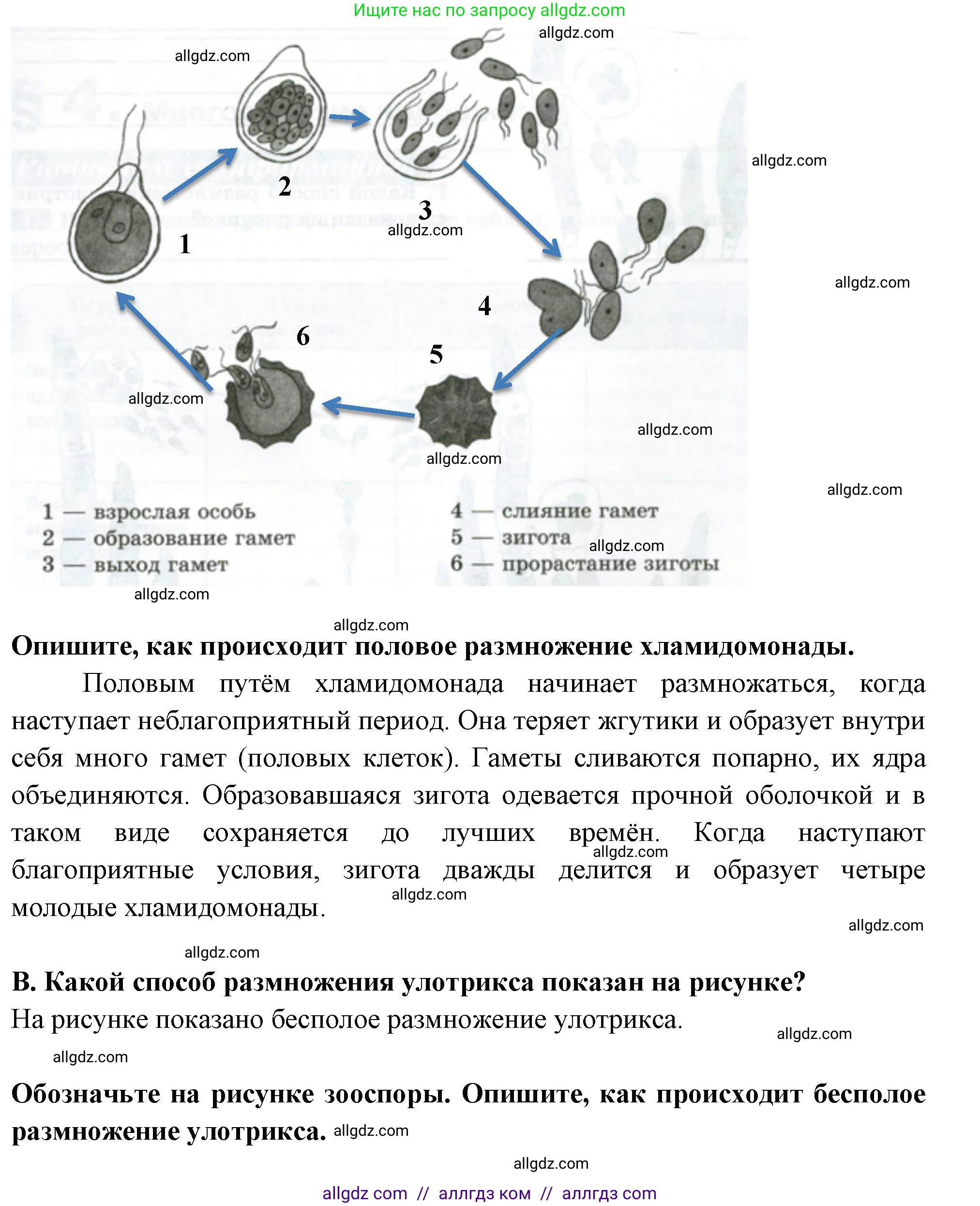Биология, 7 класс рабочая тетрадь, авторы: Пасечник Владимир Васильевич, Суматохин Сергей Витальевич, Швецов Глеб Геннадьевич, Гапонюк Зоя Георгиевна, Косарькова Марина Викторовна, издательство Просвещение, Москва, 2023, бирюзового цвета, страница 10, номер 3, Решение (продолжение 2)