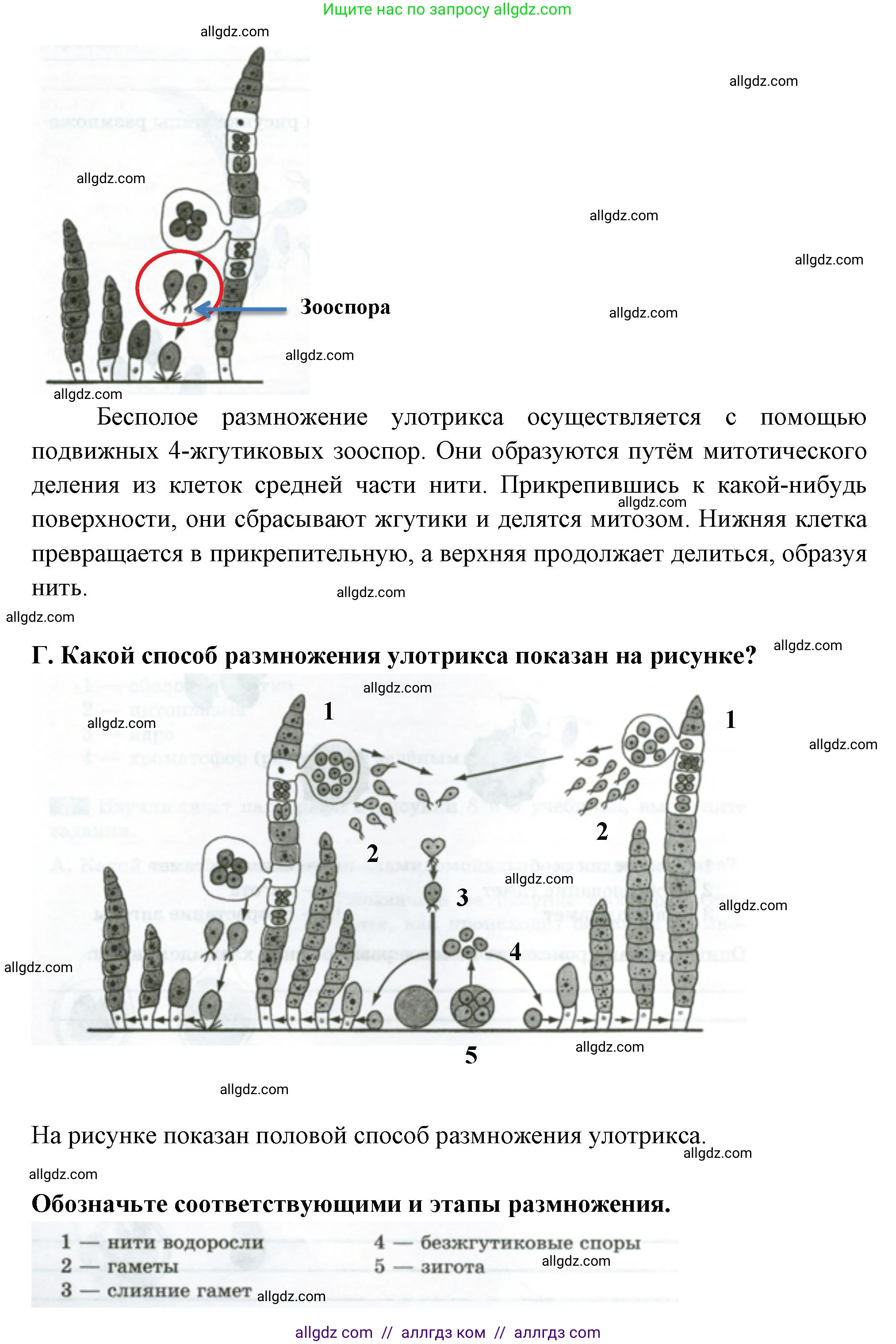 Биология, 7 класс рабочая тетрадь, авторы: Пасечник Владимир Васильевич, Суматохин Сергей Витальевич, Швецов Глеб Геннадьевич, Гапонюк Зоя Георгиевна, Косарькова Марина Викторовна, издательство Просвещение, Москва, 2023, бирюзового цвета, страница 10, номер 3, Решение (продолжение 3)