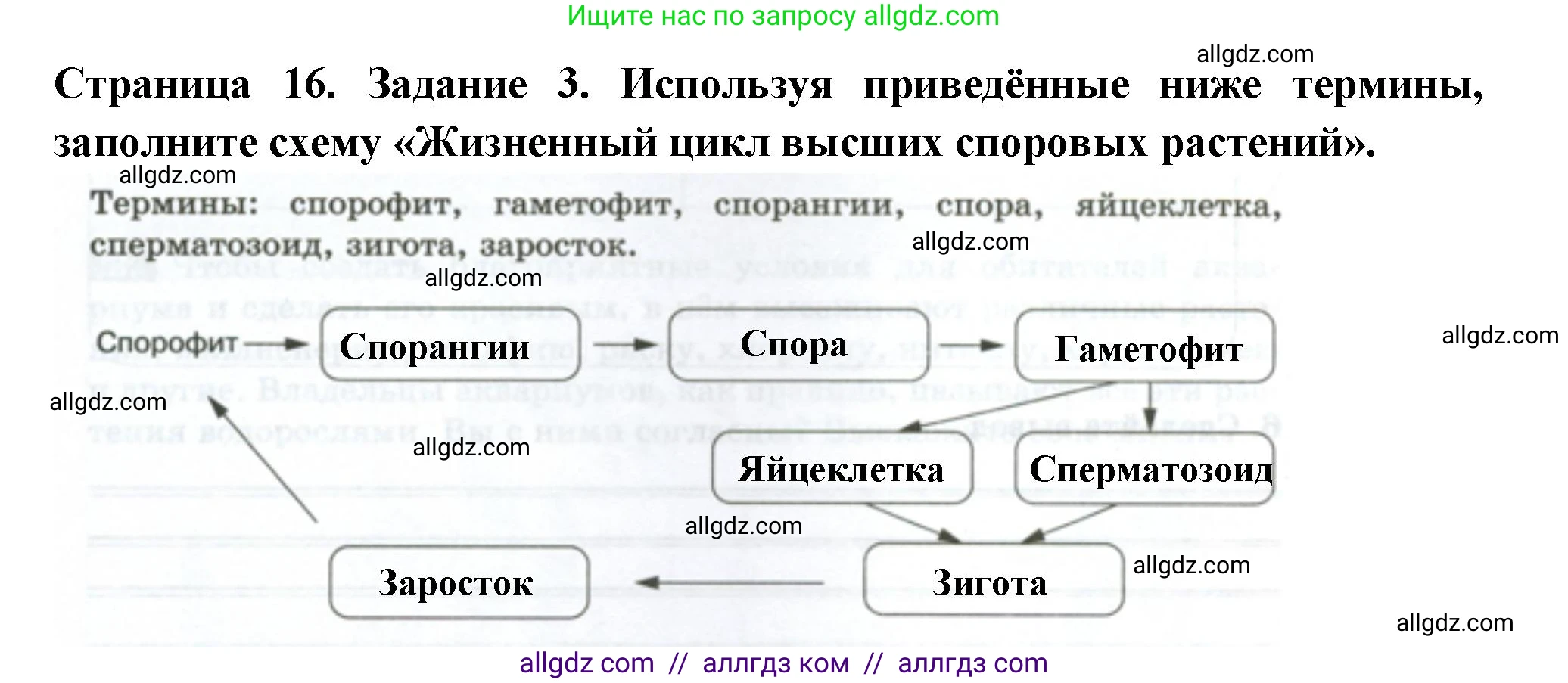 Биология, 7 класс рабочая тетрадь, авторы: Пасечник Владимир Васильевич, Суматохин Сергей Витальевич, Швецов Глеб Геннадьевич, Гапонюк Зоя Георгиевна, Косарькова Марина Викторовна, издательство Просвещение, Москва, 2023, бирюзового цвета, страница 16, номер 3, Решение