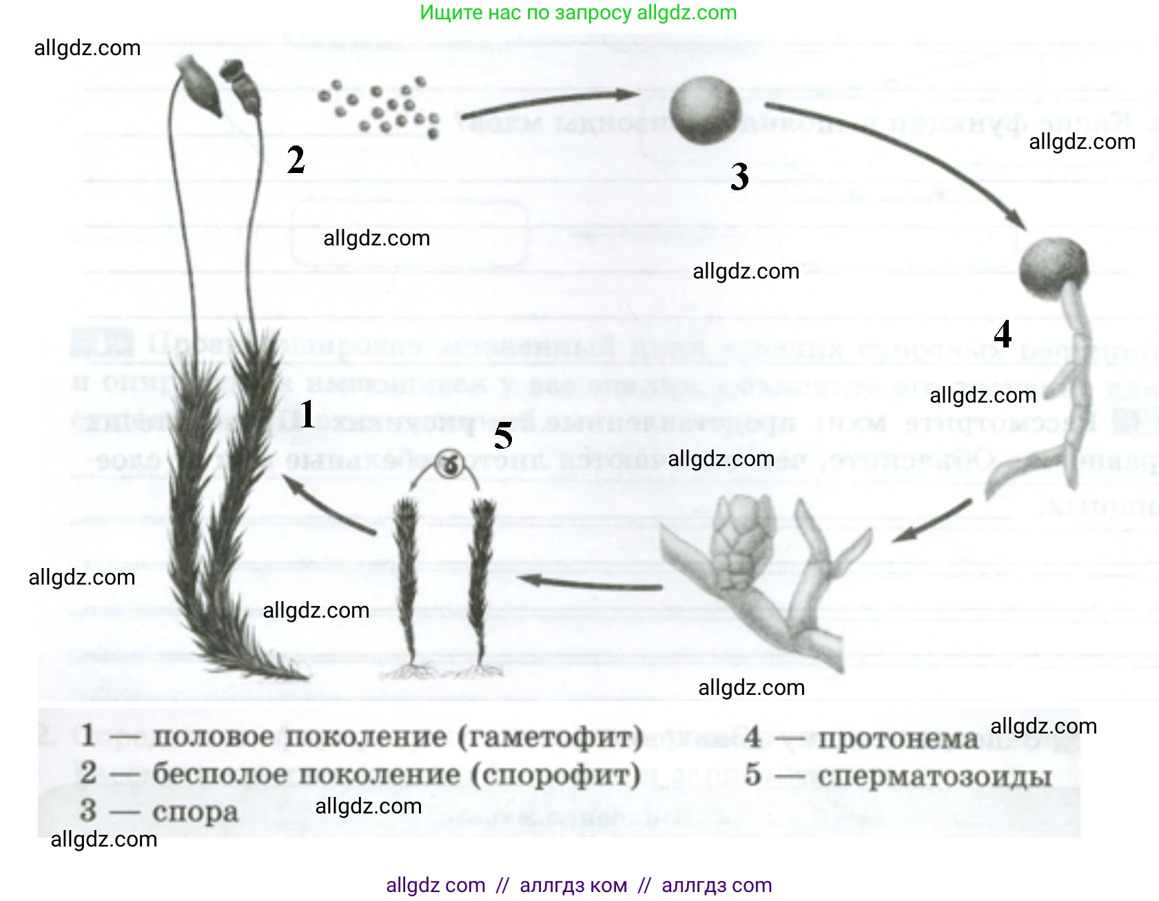 Биология, 7 класс рабочая тетрадь, авторы: Пасечник Владимир Васильевич, Суматохин Сергей Витальевич, Швецов Глеб Геннадьевич, Гапонюк Зоя Георгиевна, Косарькова Марина Викторовна, издательство Просвещение, Москва, 2023, бирюзового цвета, страница 18, номер 3, Решение (продолжение 2)