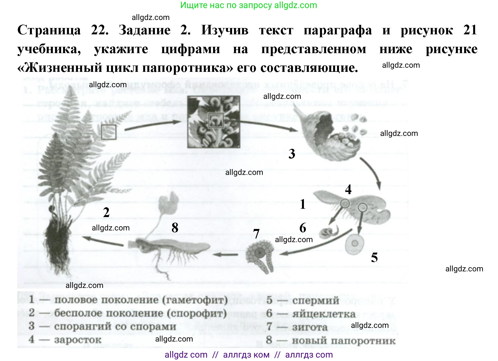 Биология, 7 класс рабочая тетрадь, авторы: Пасечник Владимир Васильевич, Суматохин Сергей Витальевич, Швецов Глеб Геннадьевич, Гапонюк Зоя Георгиевна, Косарькова Марина Викторовна, издательство Просвещение, Москва, 2023, бирюзового цвета, страница 22, номер 2, Решение