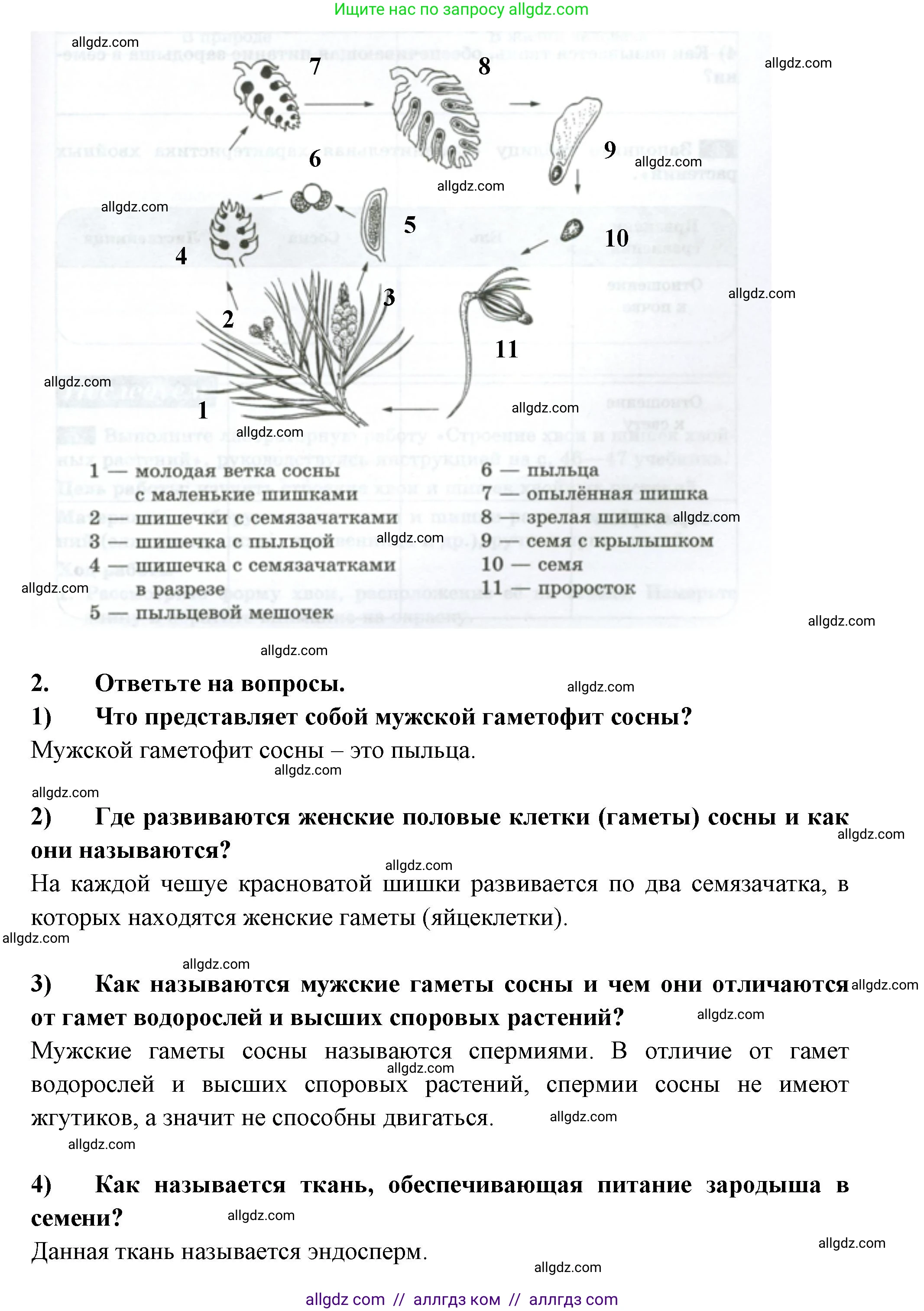Биология, 7 класс рабочая тетрадь, авторы: Пасечник Владимир Васильевич, Суматохин Сергей Витальевич, Швецов Глеб Геннадьевич, Гапонюк Зоя Георгиевна, Косарькова Марина Викторовна, издательство Просвещение, Москва, 2023, бирюзового цвета, страница 27, номер 2, Решение (продолжение 2)