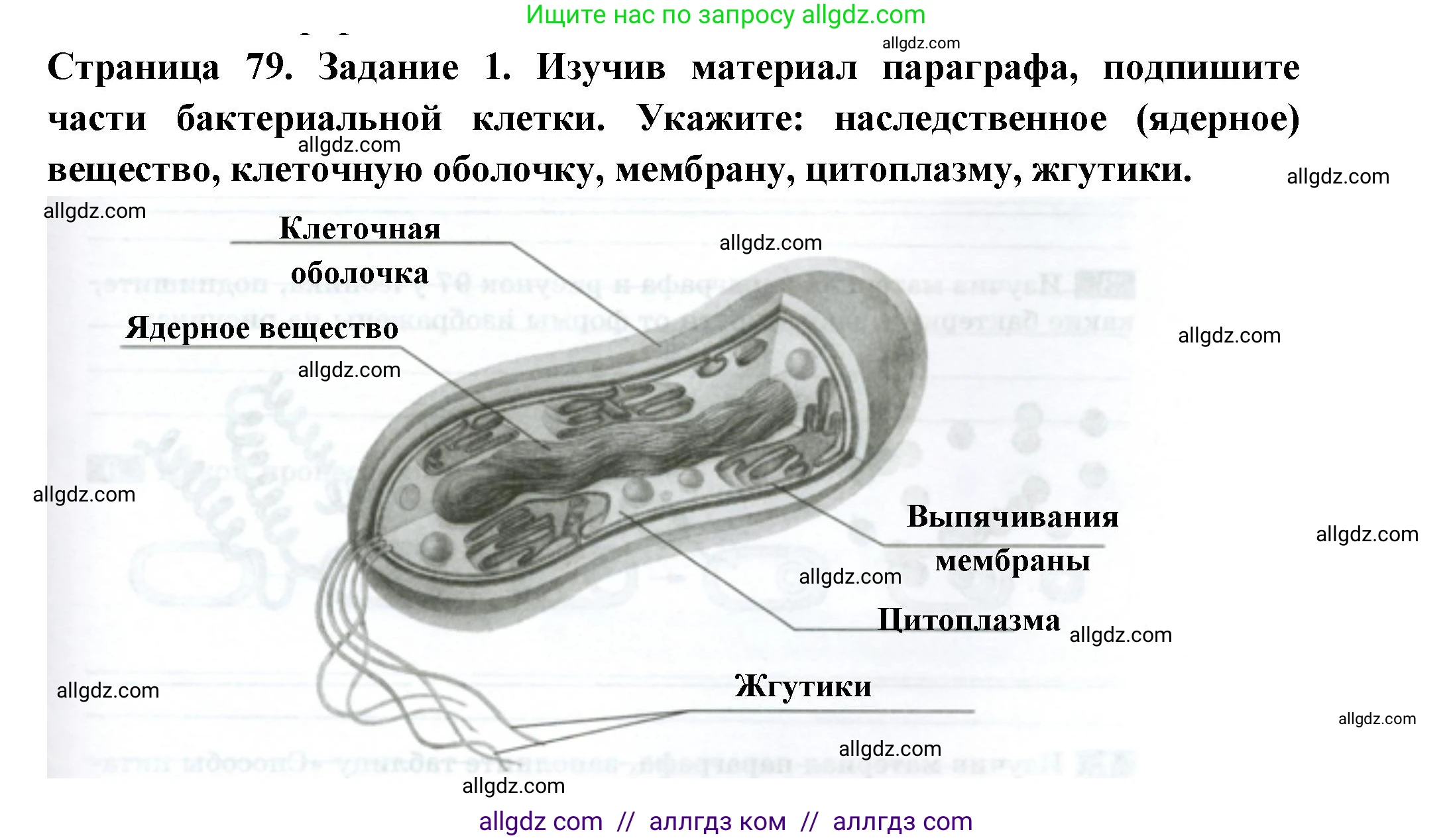 Биология, 7 класс рабочая тетрадь, авторы: Пасечник Владимир Васильевич, Суматохин Сергей Витальевич, Швецов Глеб Геннадьевич, Гапонюк Зоя Георгиевна, Косарькова Марина Викторовна, издательство Просвещение, Москва, 2023, бирюзового цвета, страница 79, номер 1, Решение