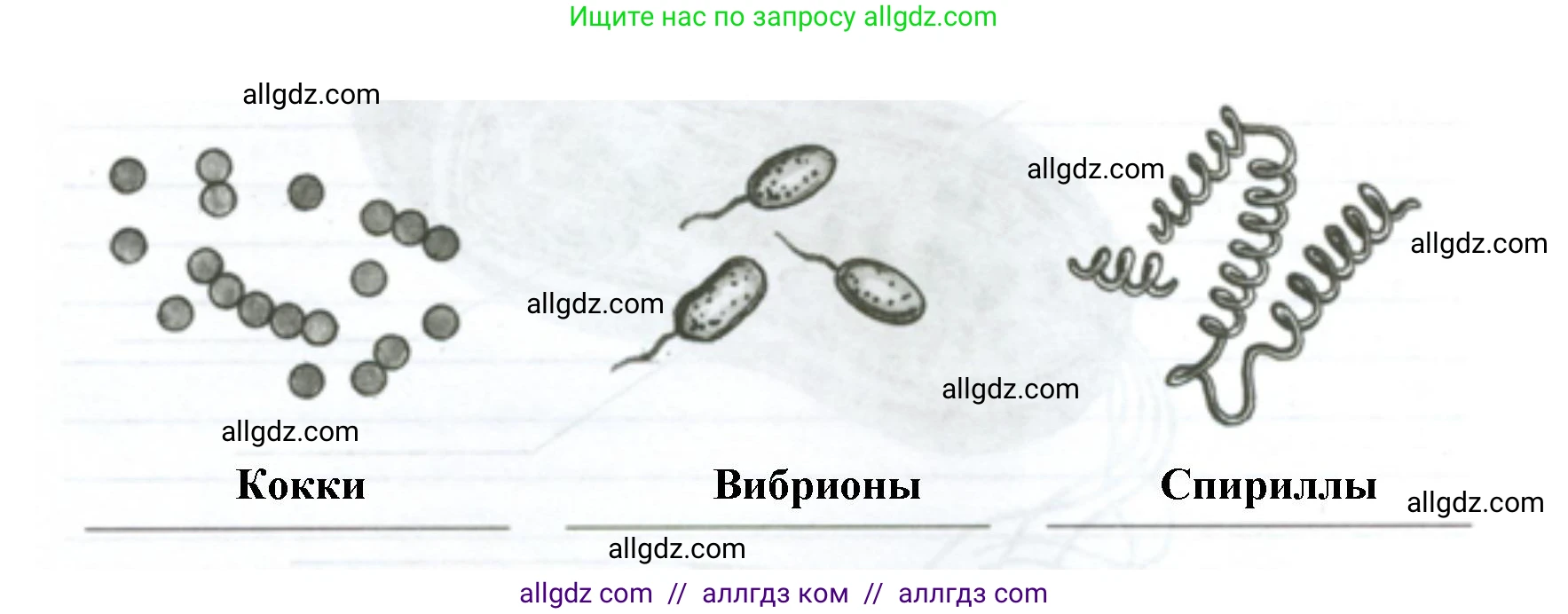 Биология, 7 класс рабочая тетрадь, авторы: Пасечник Владимир Васильевич, Суматохин Сергей Витальевич, Швецов Глеб Геннадьевич, Гапонюк Зоя Георгиевна, Косарькова Марина Викторовна, издательство Просвещение, Москва, 2023, бирюзового цвета, страница 80, номер 3, Решение (продолжение 2)