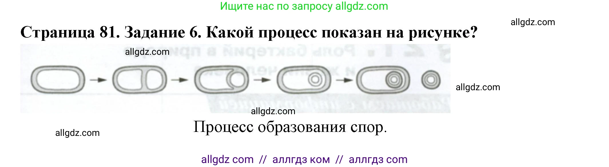 Биология, 7 класс рабочая тетрадь, авторы: Пасечник Владимир Васильевич, Суматохин Сергей Витальевич, Швецов Глеб Геннадьевич, Гапонюк Зоя Георгиевна, Косарькова Марина Викторовна, издательство Просвещение, Москва, 2023, бирюзового цвета, страница 81, номер 6, Решение