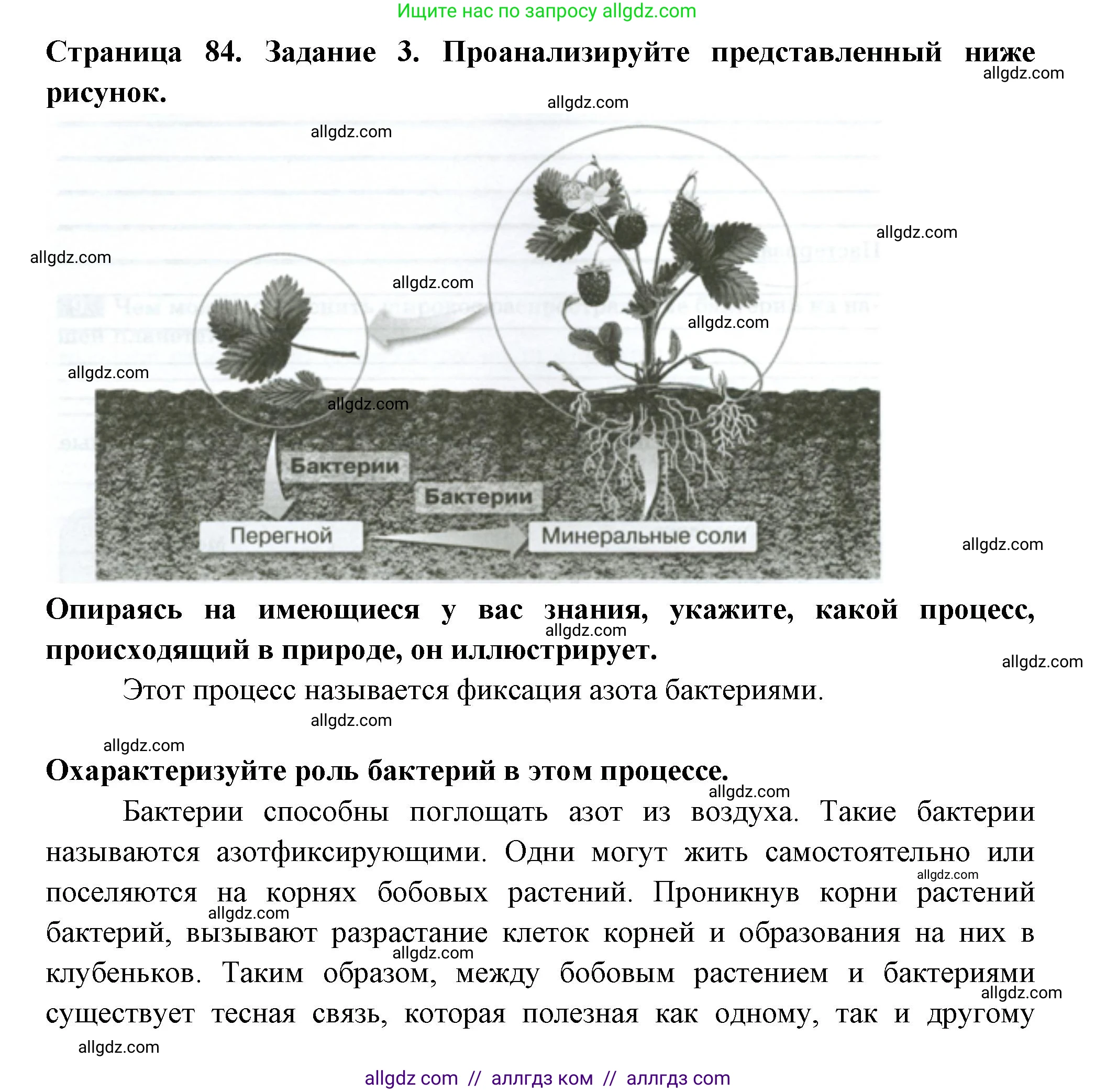 Биология, 7 класс рабочая тетрадь, авторы: Пасечник Владимир Васильевич, Суматохин Сергей Витальевич, Швецов Глеб Геннадьевич, Гапонюк Зоя Георгиевна, Косарькова Марина Викторовна, издательство Просвещение, Москва, 2023, бирюзового цвета, страница 84, номер 3, Решение