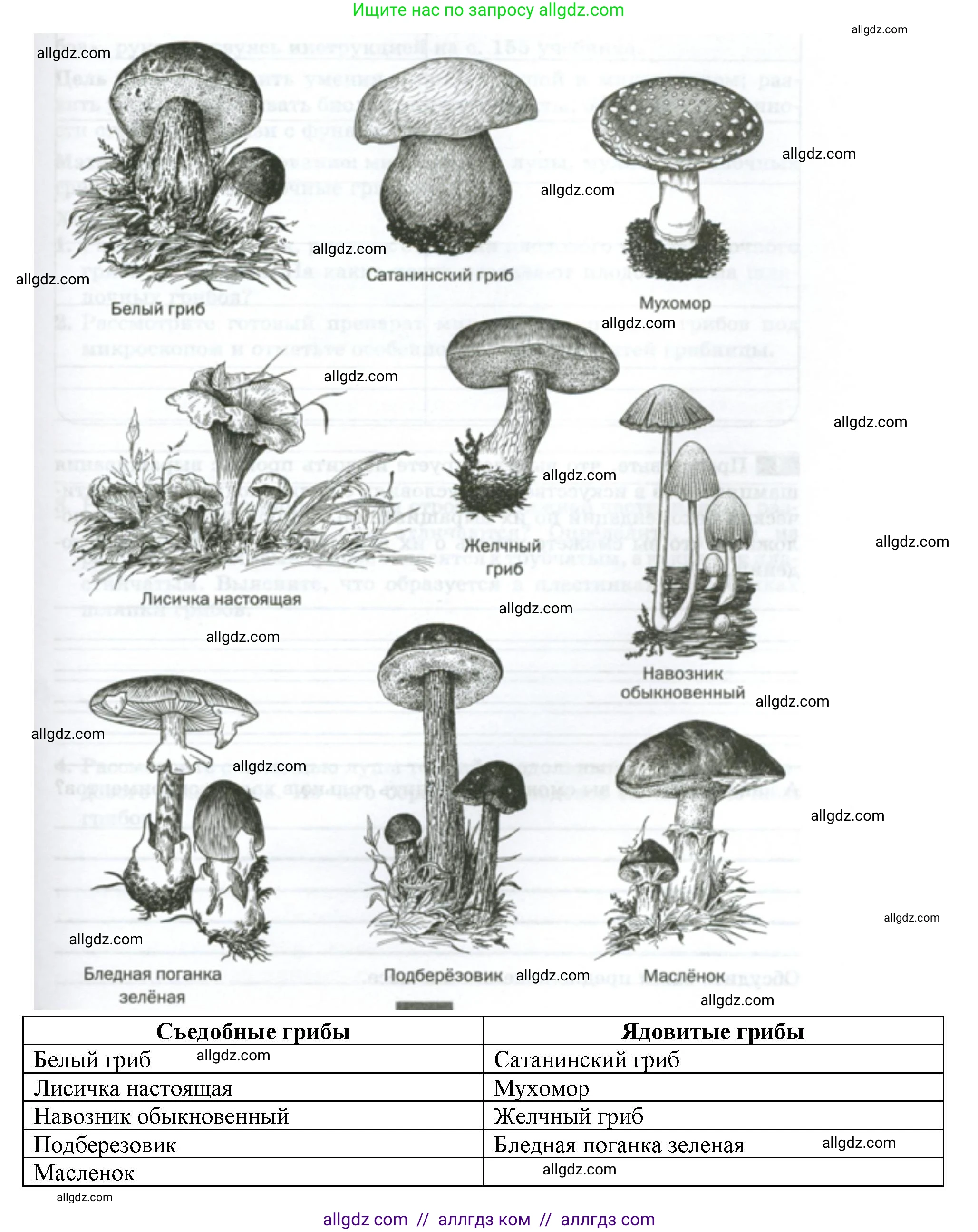 Биология, 7 класс рабочая тетрадь, авторы: Пасечник Владимир Васильевич, Суматохин Сергей Витальевич, Швецов Глеб Геннадьевич, Гапонюк Зоя Георгиевна, Косарькова Марина Викторовна, издательство Просвещение, Москва, 2023, бирюзового цвета, страница 91, номер 3, Решение (продолжение 2)