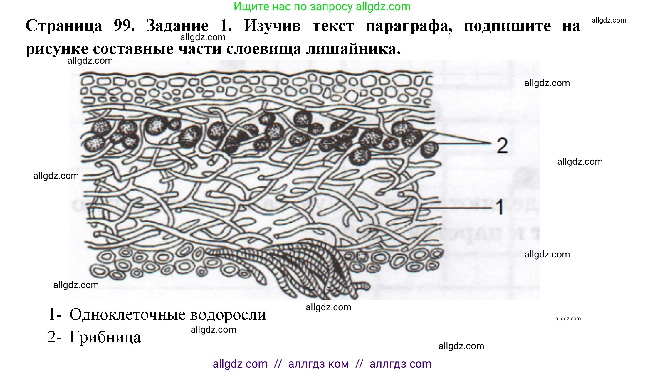 Биология, 7 класс рабочая тетрадь, авторы: Пасечник Владимир Васильевич, Суматохин Сергей Витальевич, Швецов Глеб Геннадьевич, Гапонюк Зоя Георгиевна, Косарькова Марина Викторовна, издательство Просвещение, Москва, 2023, бирюзового цвета, страница 99, номер 1, Решение