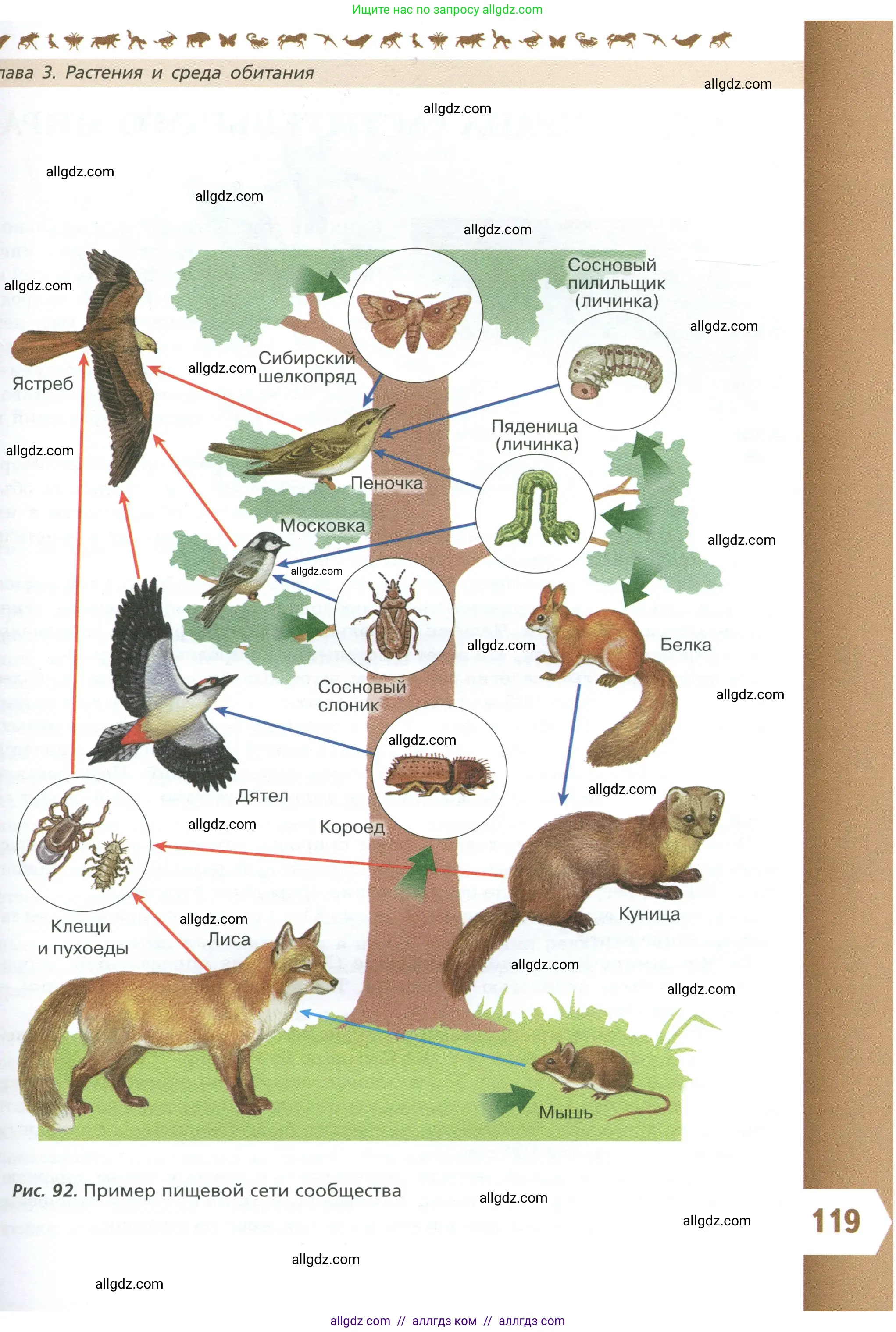 Биология, 7 класс Учебник, авторы: Пасечник Владимир Васильевич, Суматохин Сергей Витальевич, Гапонюк Зоя Георгиевна, Швецов Глеб Геннадьевич, издательство Просвещение, Москва, 2023, бирюзового цвета, страница 119