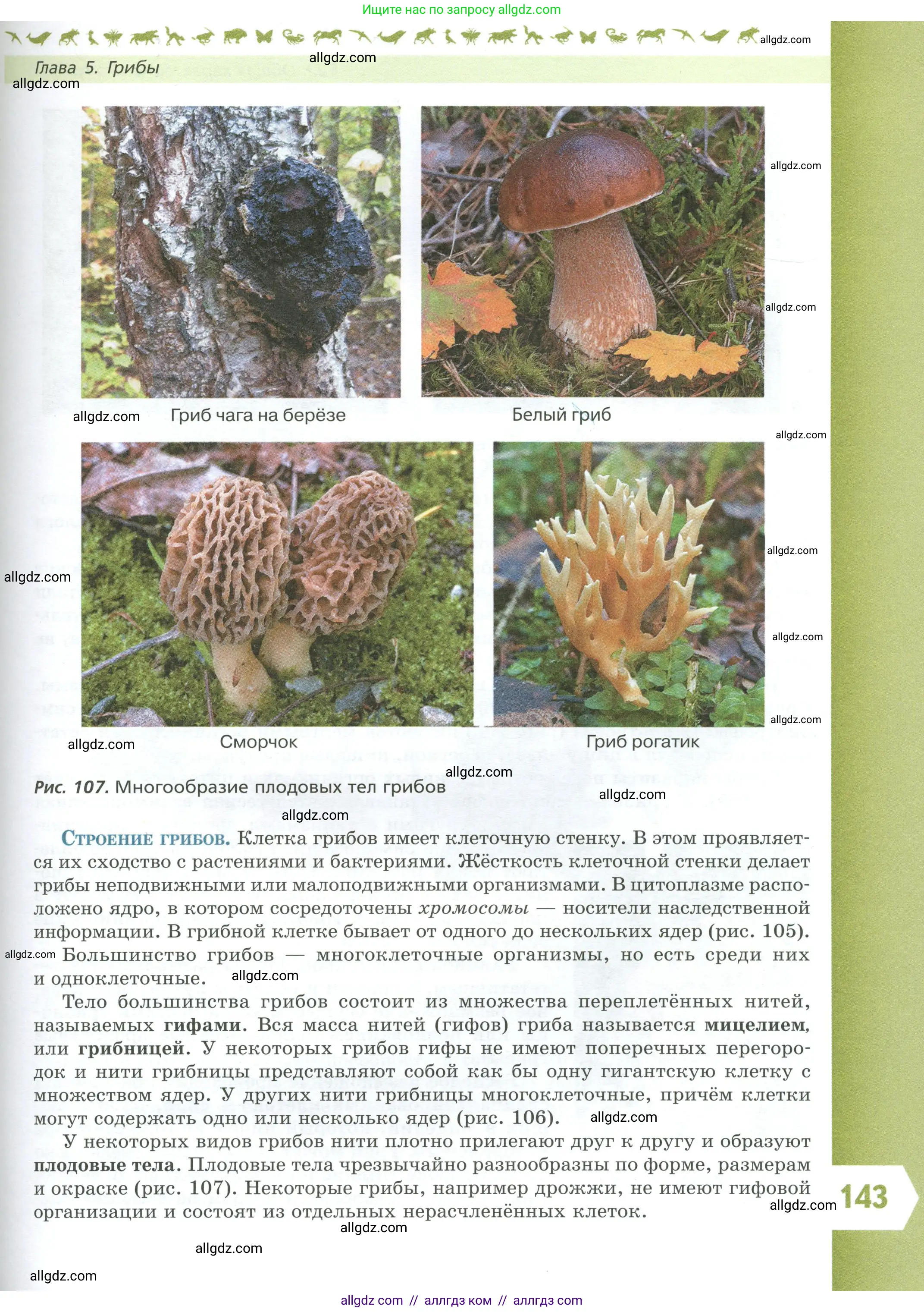 Биология, 7 класс Учебник, авторы: Пасечник Владимир Васильевич, Суматохин Сергей Витальевич, Гапонюк Зоя Георгиевна, Швецов Глеб Геннадьевич, издательство Просвещение, Москва, 2023, бирюзового цвета, страница 143