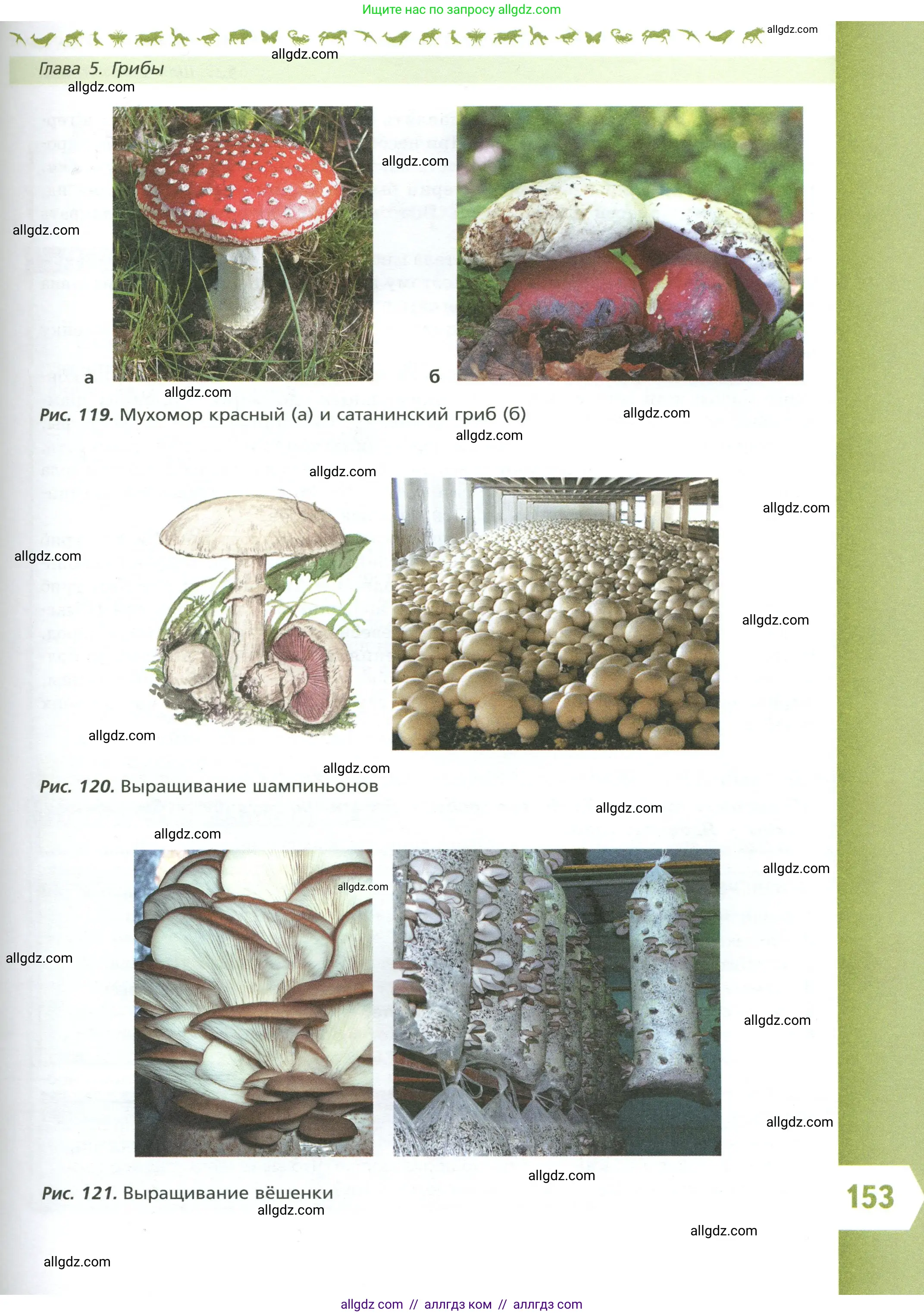 Биология, 7 класс Учебник, авторы: Пасечник Владимир Васильевич, Суматохин Сергей Витальевич, Гапонюк Зоя Георгиевна, Швецов Глеб Геннадьевич, издательство Просвещение, Москва, 2023, бирюзового цвета, страница 153