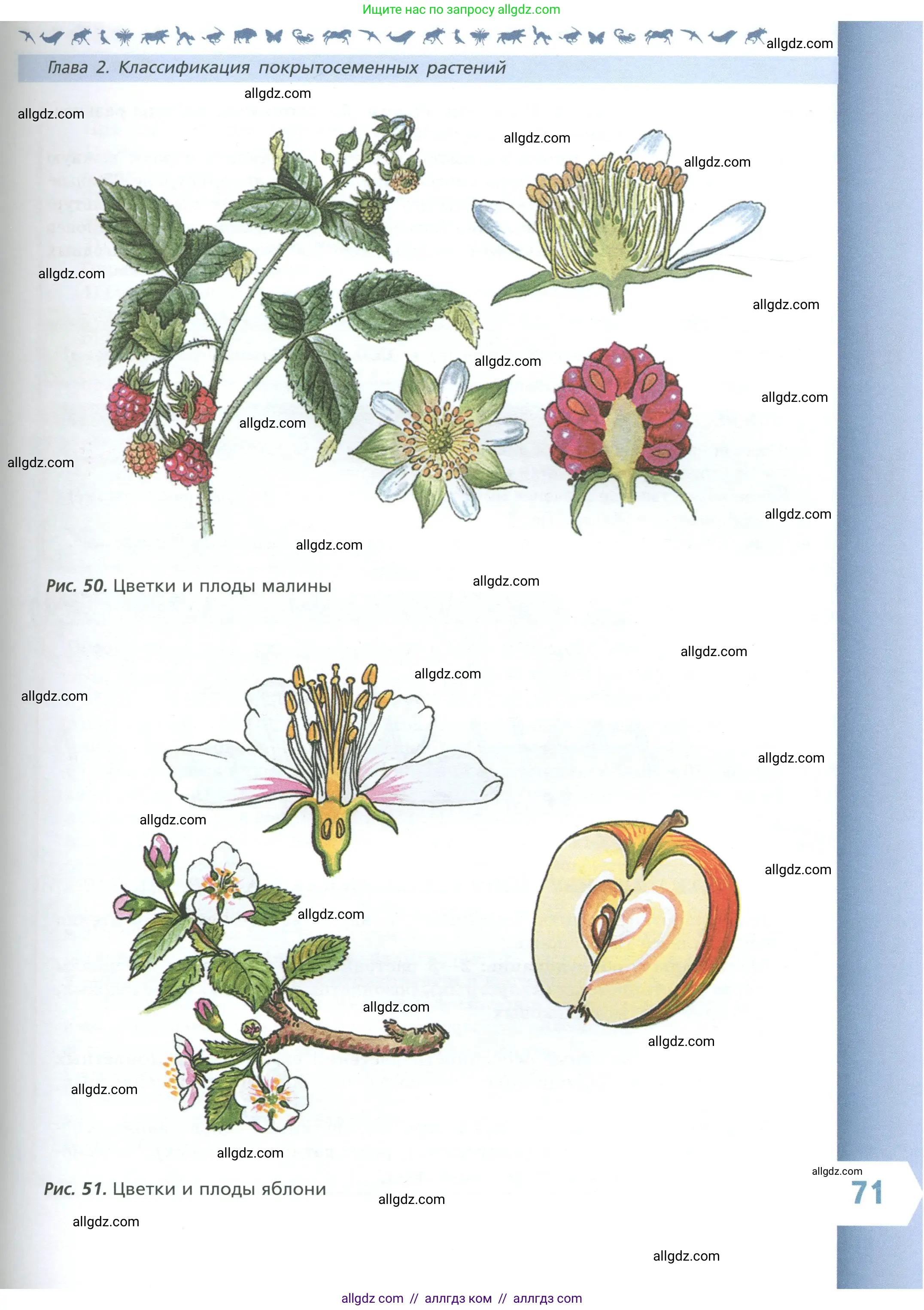 Биология, 7 класс Учебник, авторы: Пасечник Владимир Васильевич, Суматохин Сергей Витальевич, Гапонюк Зоя Георгиевна, Швецов Глеб Геннадьевич, издательство Просвещение, Москва, 2023, бирюзового цвета, страница 71