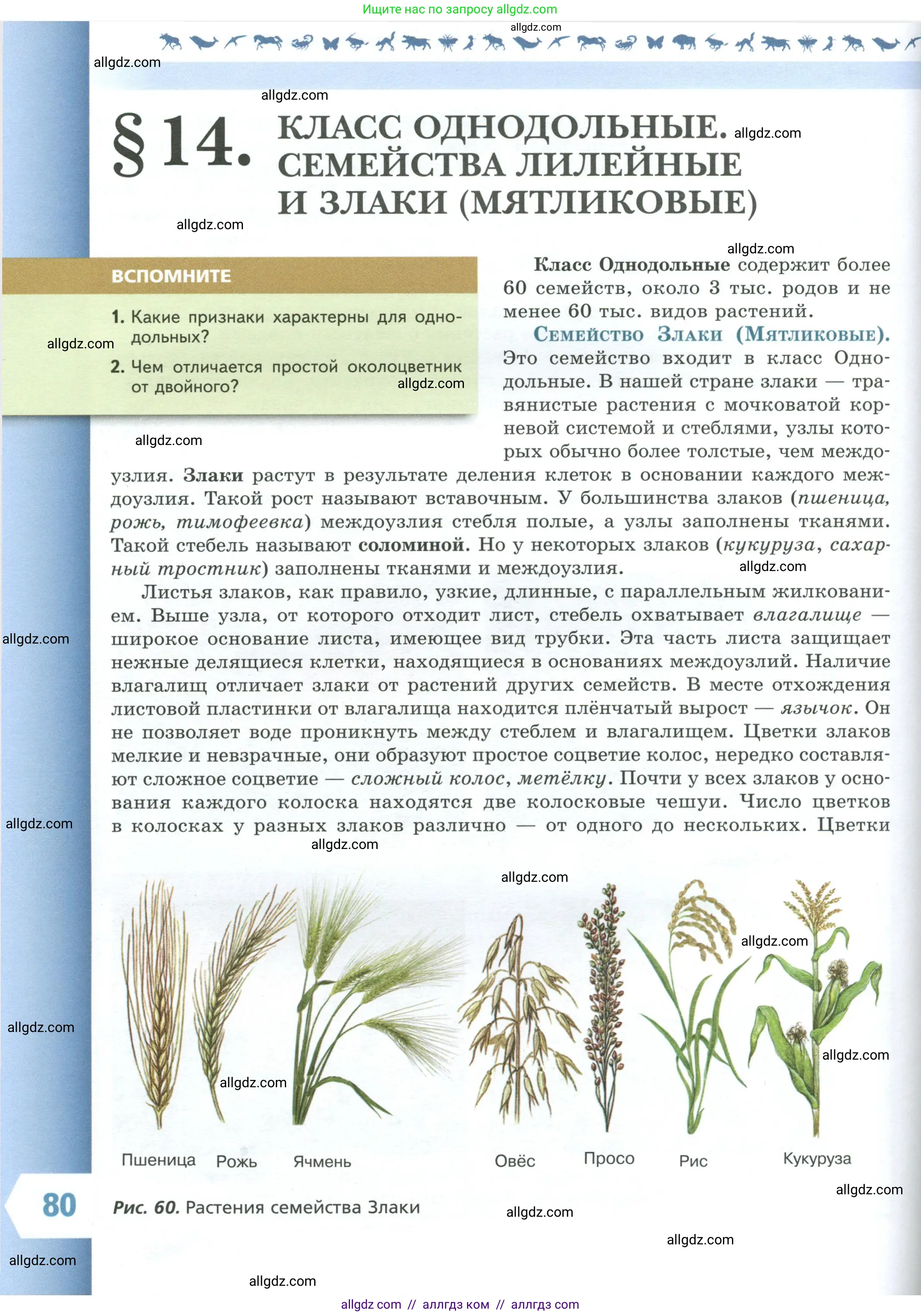 Биология, 7 класс Учебник, авторы: Пасечник Владимир Васильевич, Суматохин Сергей Витальевич, Гапонюк Зоя Георгиевна, Швецов Глеб Геннадьевич, издательство Просвещение, Москва, 2023, бирюзового цвета, страница 80