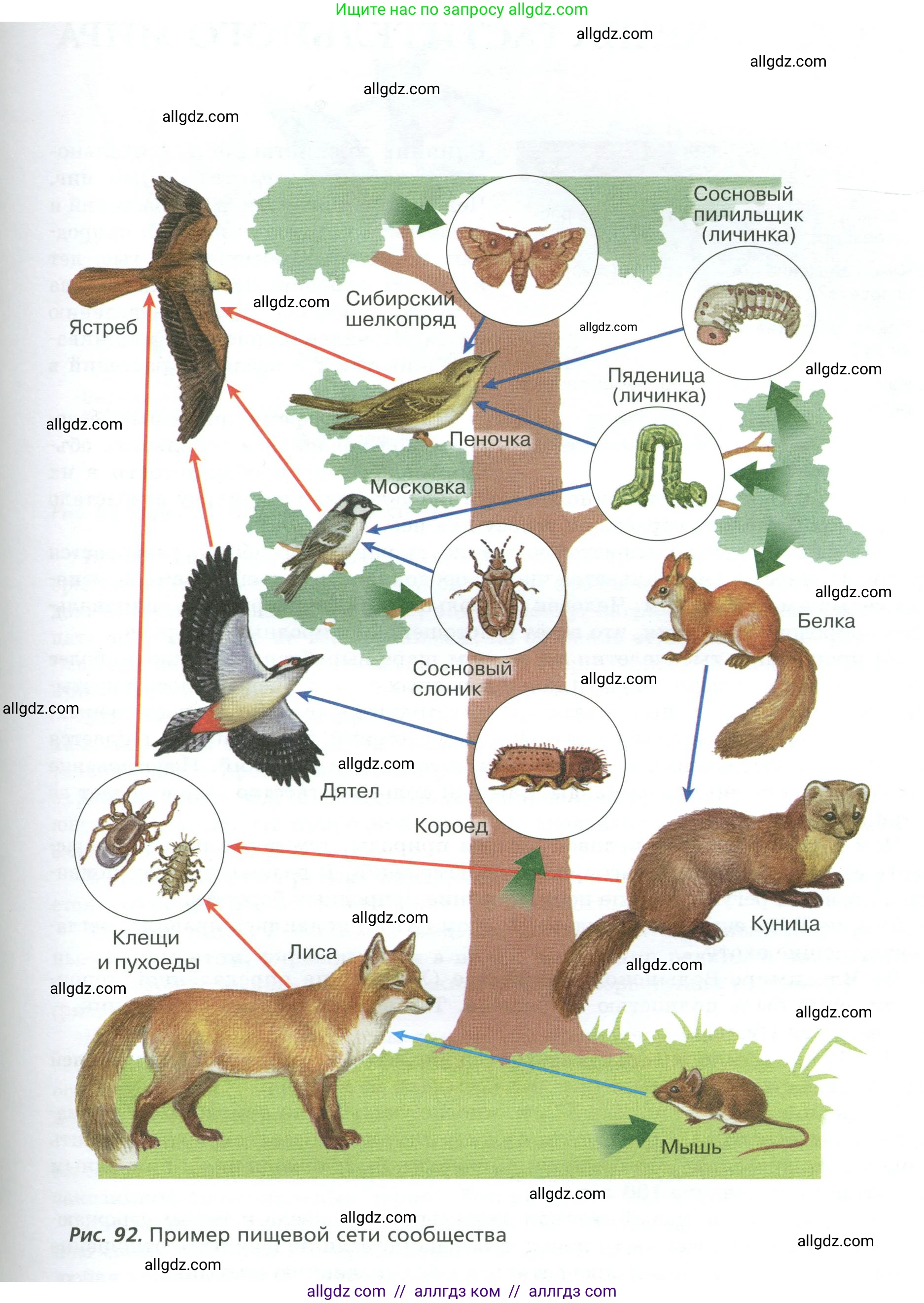Биология, 7 класс Учебник, авторы: Пасечник Владимир Васильевич, Суматохин Сергей Витальевич, Гапонюк Зоя Георгиевна, Швецов Глеб Геннадьевич, издательство Просвещение, Москва, 2023, бирюзового цвета, страница 118, Условие (продолжение 2)