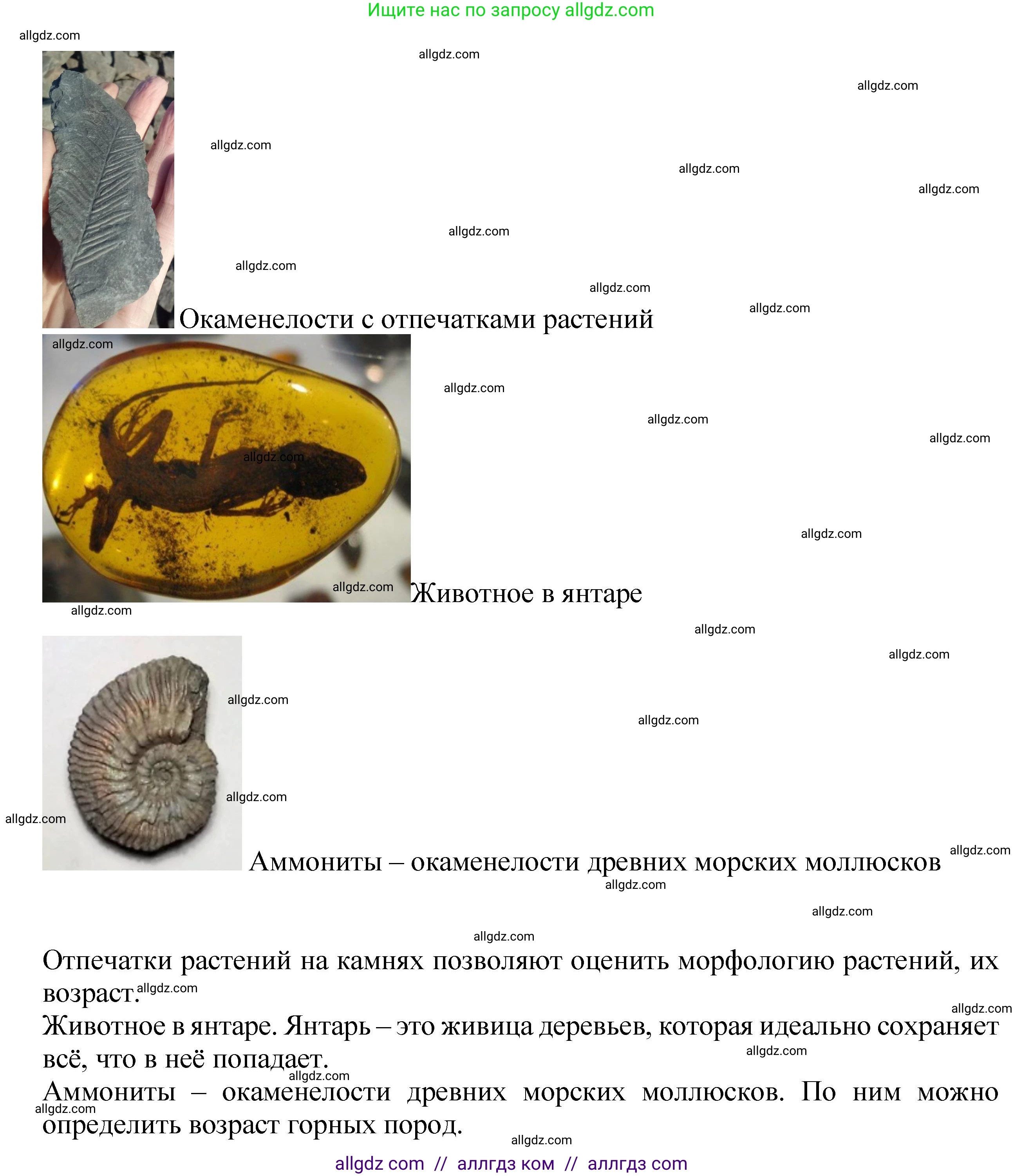 Биология, 7 класс Учебник, авторы: Пасечник Владимир Васильевич, Суматохин Сергей Витальевич, Гапонюк Зоя Георгиевна, Швецов Глеб Геннадьевич, издательство Просвещение, Москва, 2023, бирюзового цвета, страница 60, Решение 1 (продолжение 4)