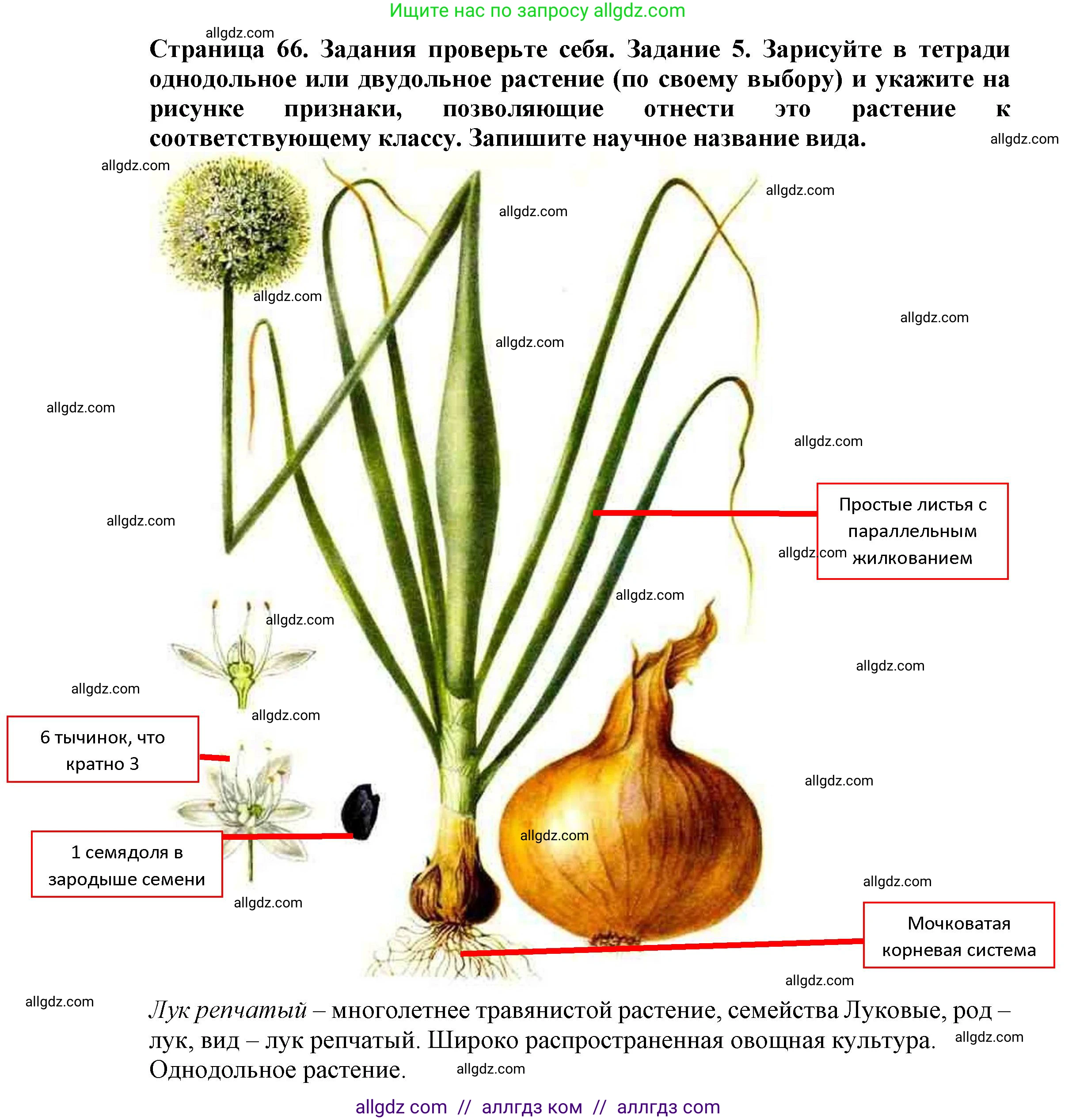 Биология, 7 класс Учебник, авторы: Пасечник Владимир Васильевич, Суматохин Сергей Витальевич, Гапонюк Зоя Георгиевна, Швецов Глеб Геннадьевич, издательство Просвещение, Москва, 2023, бирюзового цвета, страница 66, номер 5, Решение 1