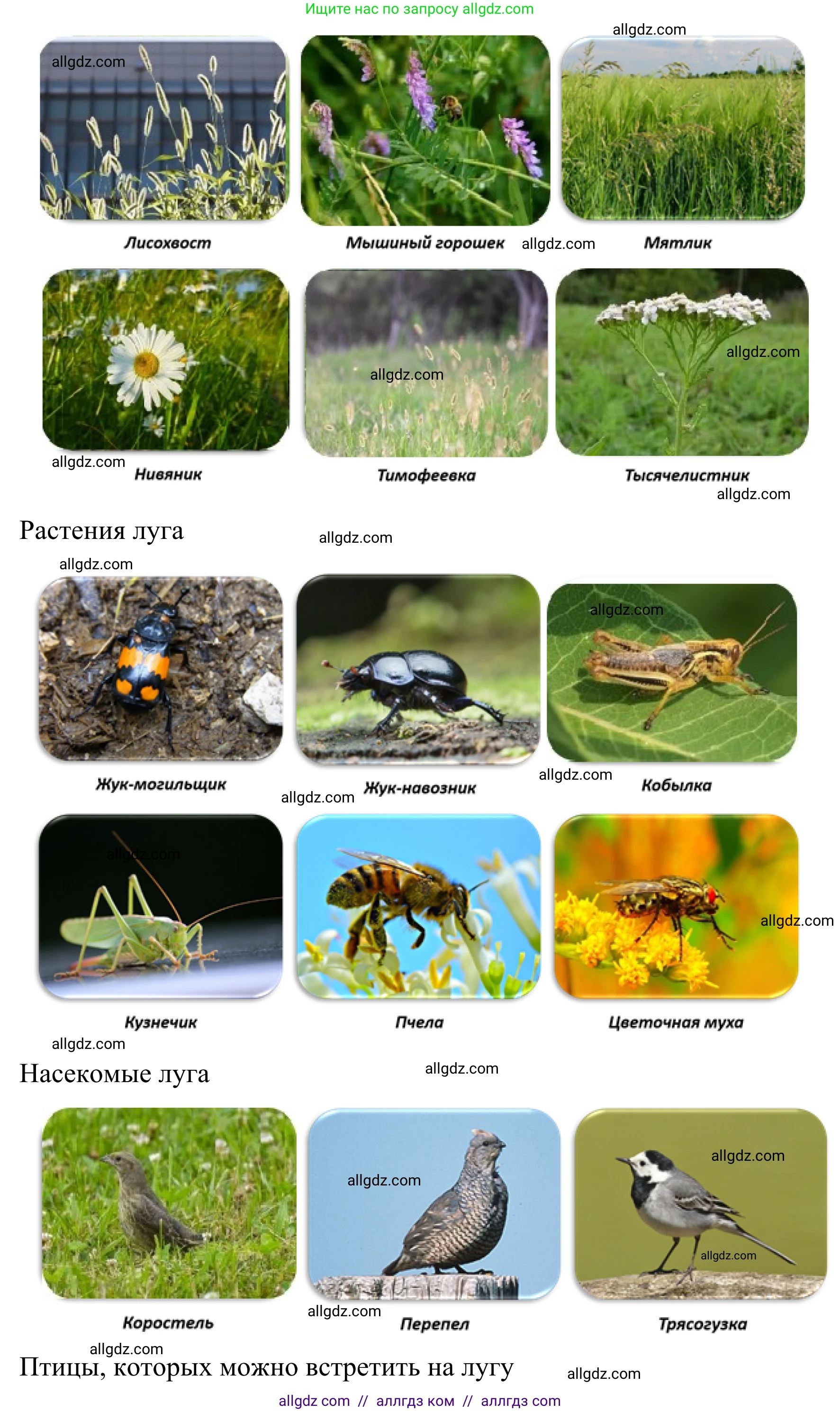 Биология, 7 класс Учебник, авторы: Пасечник Владимир Васильевич, Суматохин Сергей Витальевич, Гапонюк Зоя Георгиевна, Швецов Глеб Геннадьевич, издательство Просвещение, Москва, 2023, бирюзового цвета, страница 118, Решение 1 (продолжение 4)