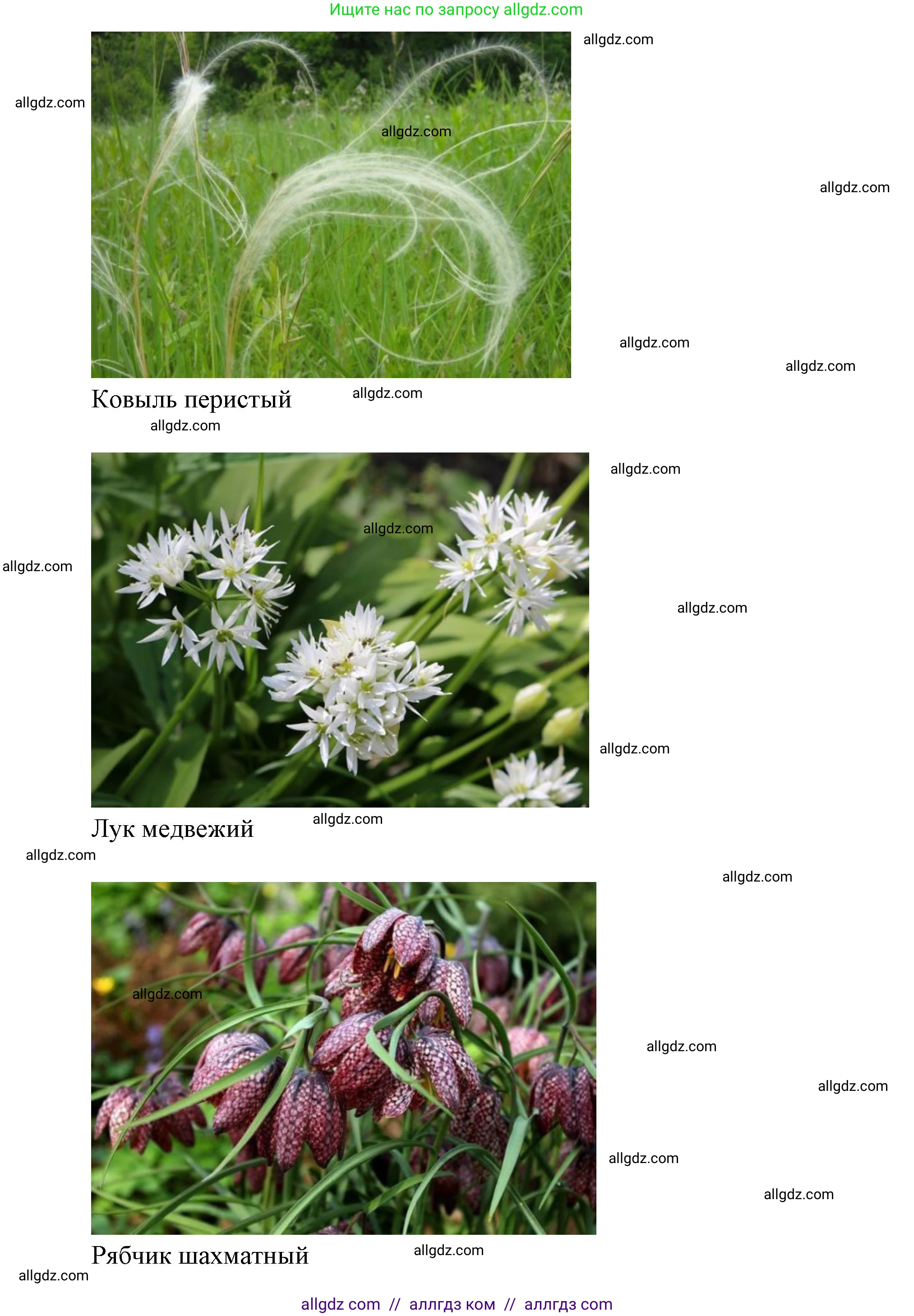 Биология, 7 класс Учебник, авторы: Пасечник Владимир Васильевич, Суматохин Сергей Витальевич, Гапонюк Зоя Георгиевна, Швецов Глеб Геннадьевич, издательство Просвещение, Москва, 2023, бирюзового цвета, страница 124, Решение 1 (продолжение 2)