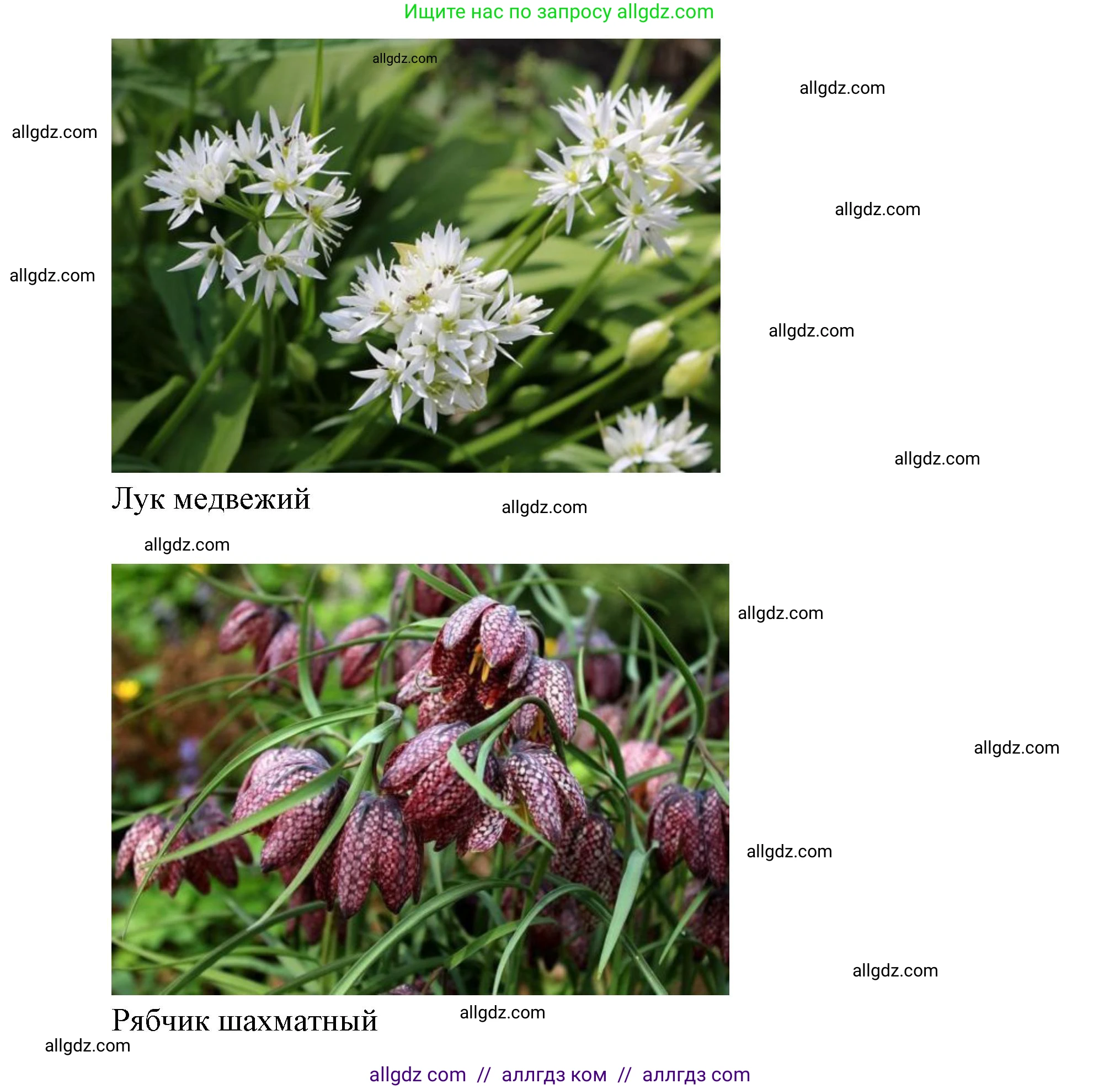 Биология, 7 класс Учебник, авторы: Пасечник Владимир Васильевич, Суматохин Сергей Витальевич, Гапонюк Зоя Георгиевна, Швецов Глеб Геннадьевич, издательство Просвещение, Москва, 2023, бирюзового цвета, страница 126, номер 5, Решение 1 (продолжение 3)