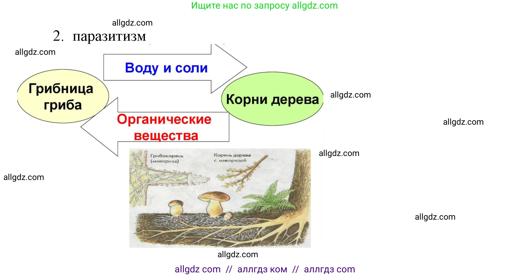 Биология, 7 класс Учебник, авторы: Пасечник Владимир Васильевич, Суматохин Сергей Витальевич, Гапонюк Зоя Георгиевна, Швецов Глеб Геннадьевич, издательство Просвещение, Москва, 2023, бирюзового цвета, страница 146, Решение 1 (продолжение 2)