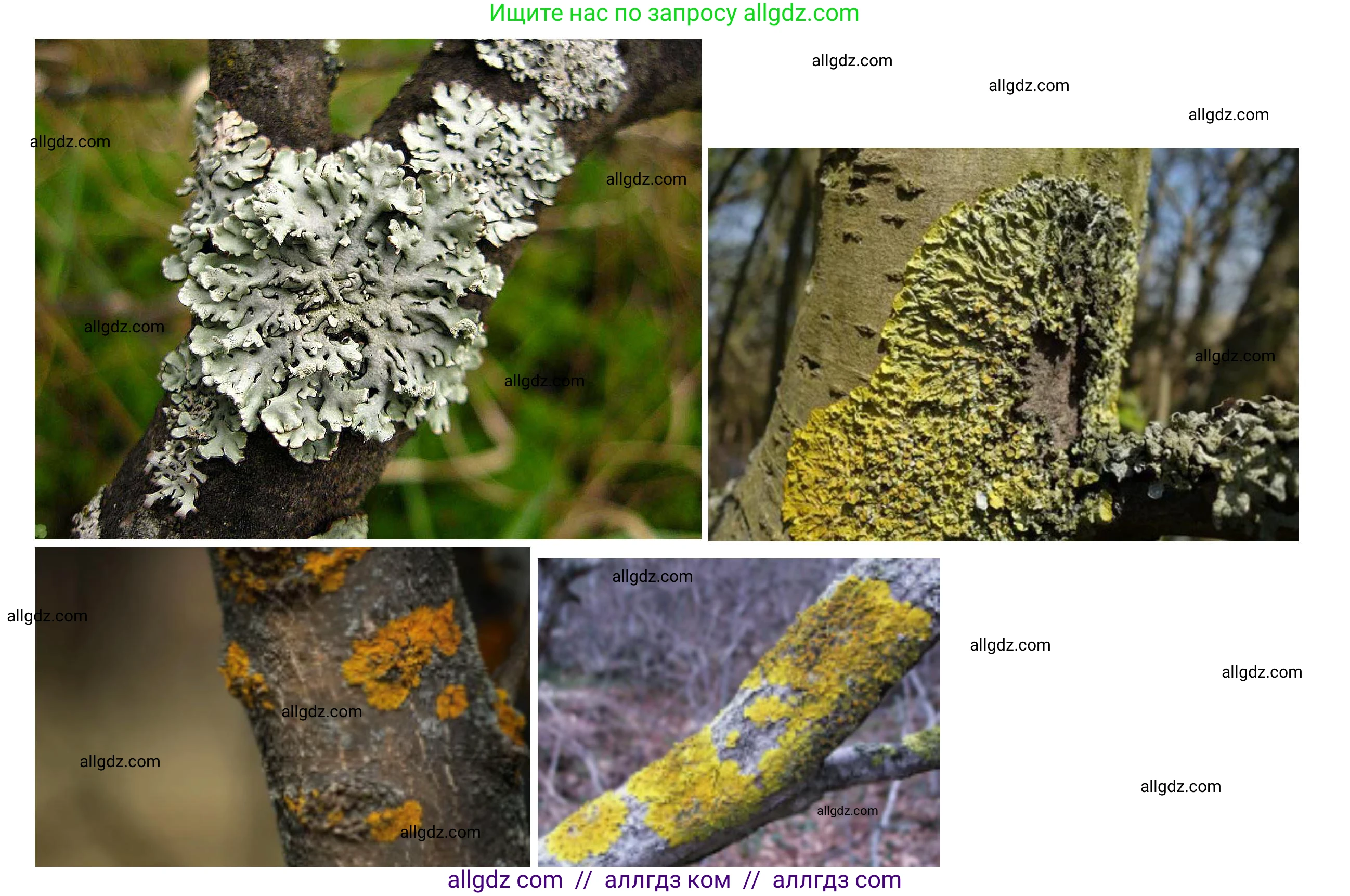 Биология, 7 класс Учебник, авторы: Пасечник Владимир Васильевич, Суматохин Сергей Витальевич, Гапонюк Зоя Георгиевна, Швецов Глеб Геннадьевич, издательство Просвещение, Москва, 2023, бирюзового цвета, страница 171, Решение 1 (продолжение 6)