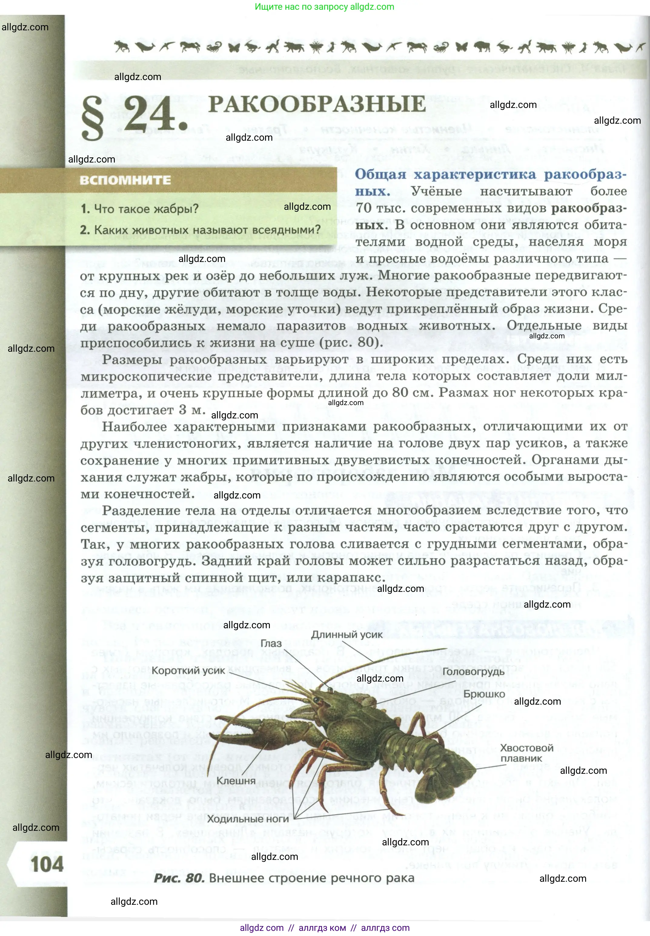 Биология, 8 класс Учебник, авторы: Пасечник Владимир Васильевич, Суматохин Сергей Витальевич, Гапонюк Зоя Георгиевна, издательство Просвещение, Москва, 2023, белого цвета, страница 104
