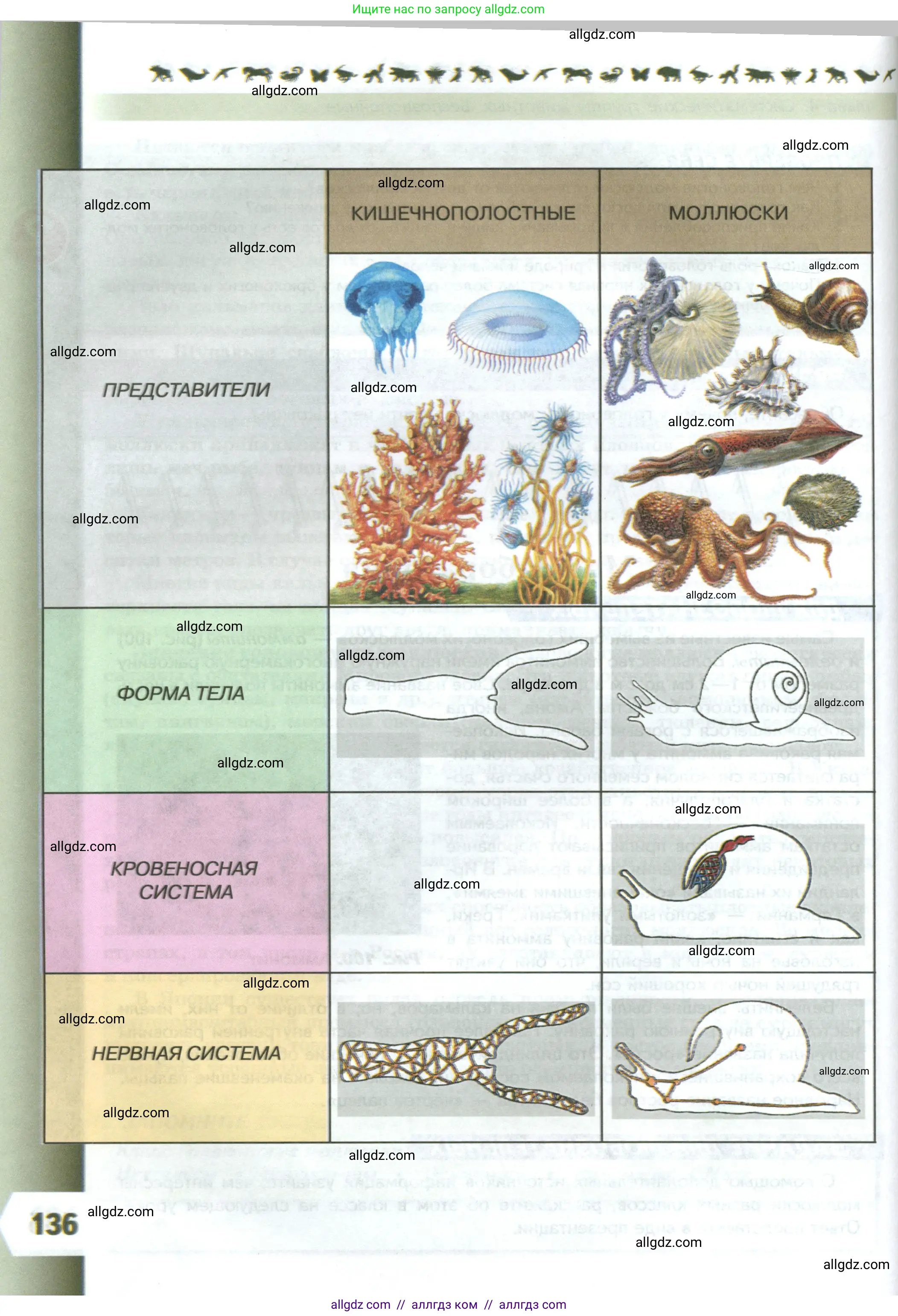 Биология, 8 класс Учебник, авторы: Пасечник Владимир Васильевич, Суматохин Сергей Витальевич, Гапонюк Зоя Георгиевна, издательство Просвещение, Москва, 2023, белого цвета, страница 136