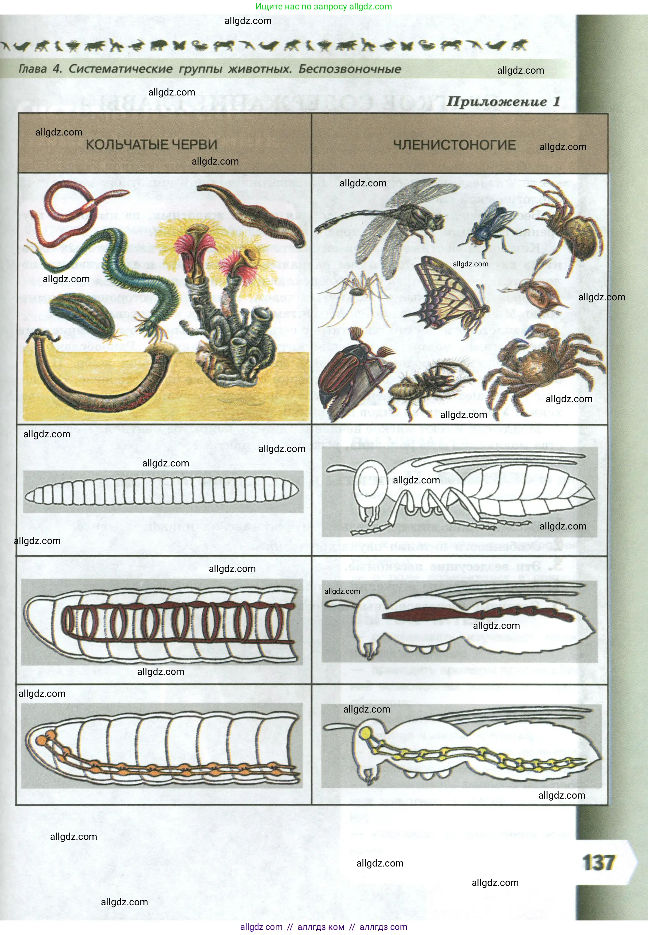 Биология, 8 класс Учебник, авторы: Пасечник Владимир Васильевич, Суматохин Сергей Витальевич, Гапонюк Зоя Георгиевна, издательство Просвещение, Москва, 2023, белого цвета, страница 137