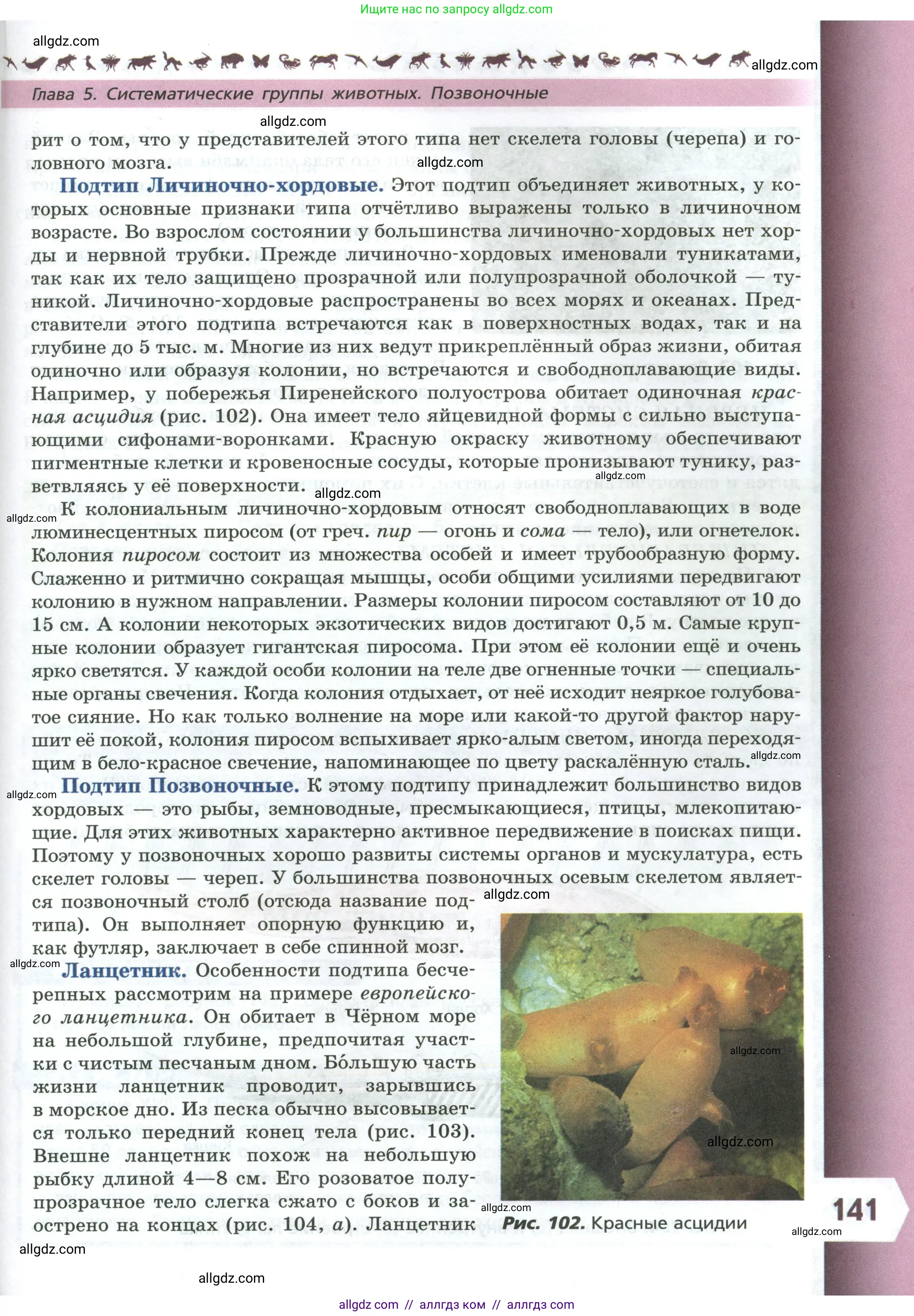 Биология, 8 класс Учебник, авторы: Пасечник Владимир Васильевич, Суматохин Сергей Витальевич, Гапонюк Зоя Георгиевна, издательство Просвещение, Москва, 2023, белого цвета, страница 141
