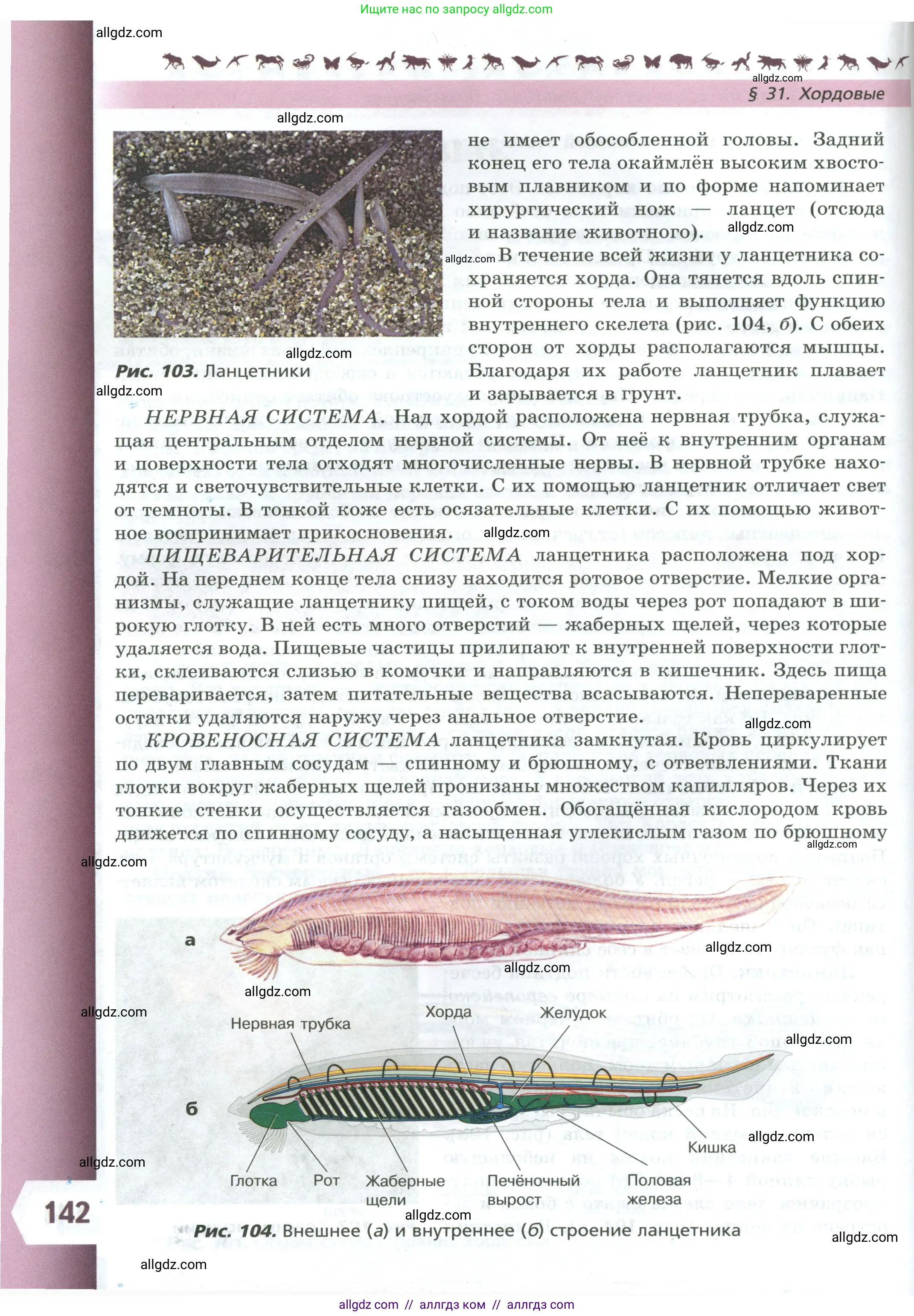 Биология, 8 класс Учебник, авторы: Пасечник Владимир Васильевич, Суматохин Сергей Витальевич, Гапонюк Зоя Георгиевна, издательство Просвещение, Москва, 2023, белого цвета, страница 142