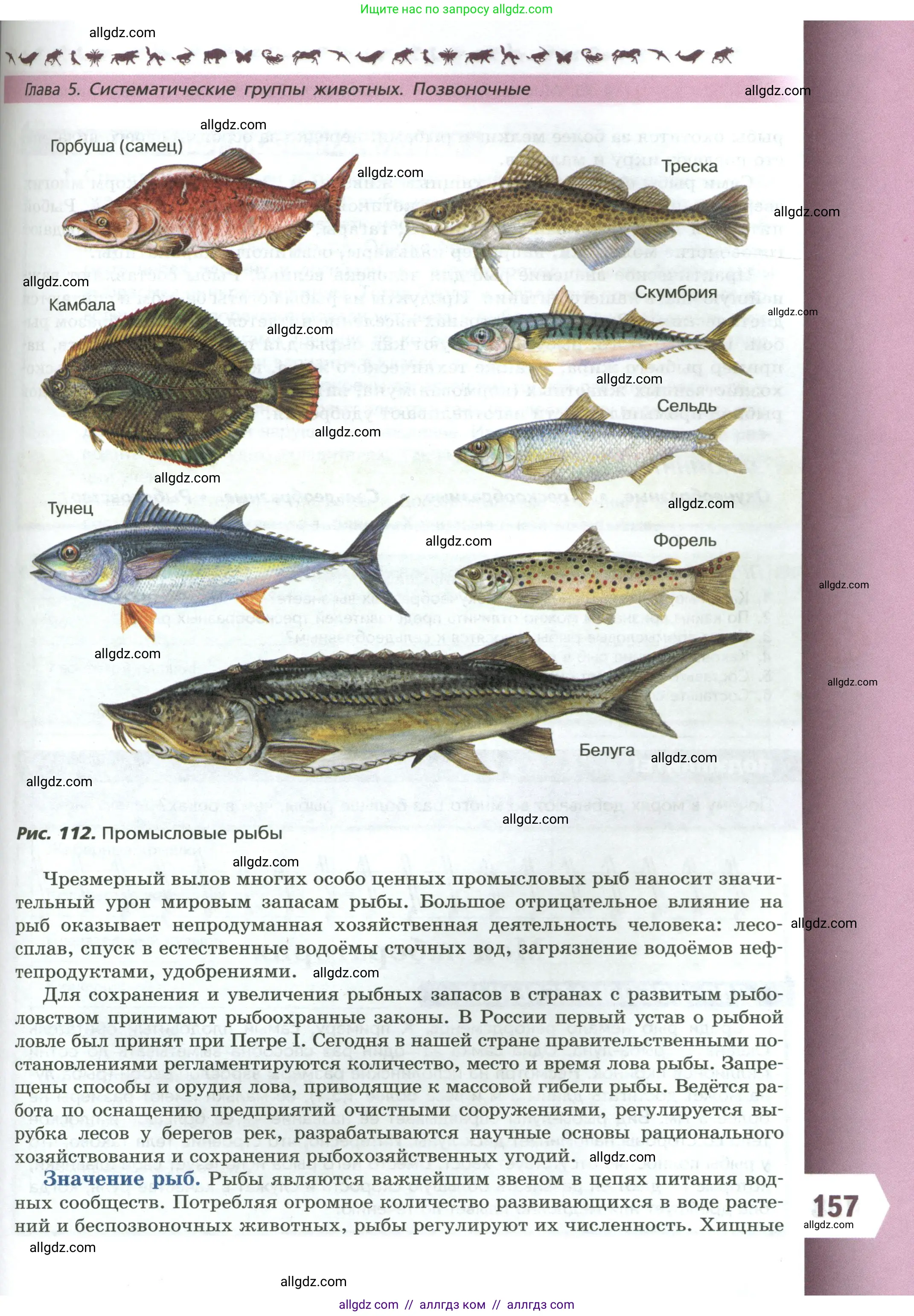 Биология, 8 класс Учебник, авторы: Пасечник Владимир Васильевич, Суматохин Сергей Витальевич, Гапонюк Зоя Георгиевна, издательство Просвещение, Москва, 2023, белого цвета, страница 157