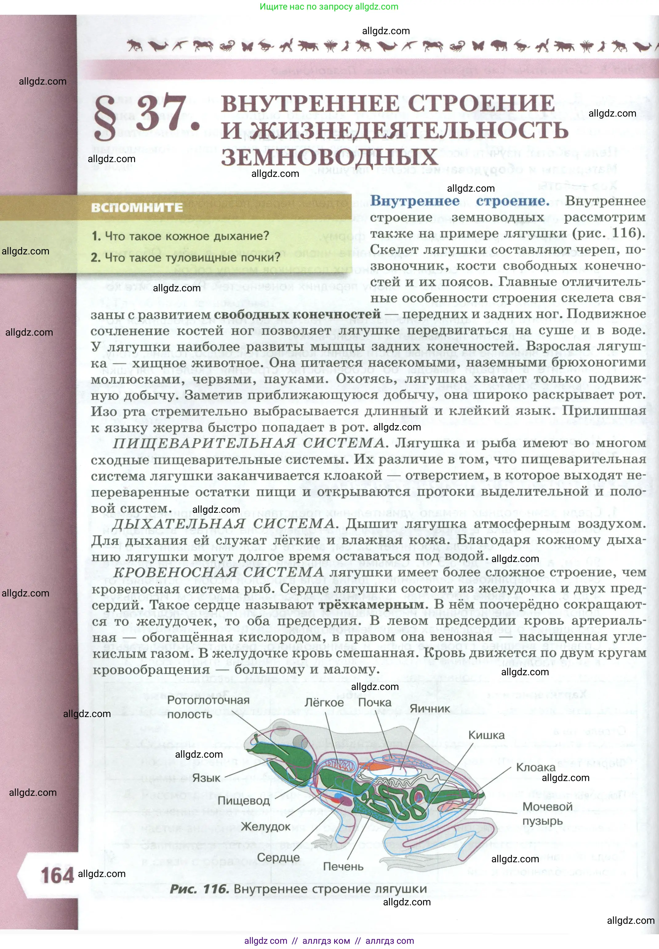 Биология, 8 класс Учебник, авторы: Пасечник Владимир Васильевич, Суматохин Сергей Витальевич, Гапонюк Зоя Георгиевна, издательство Просвещение, Москва, 2023, белого цвета, страница 164