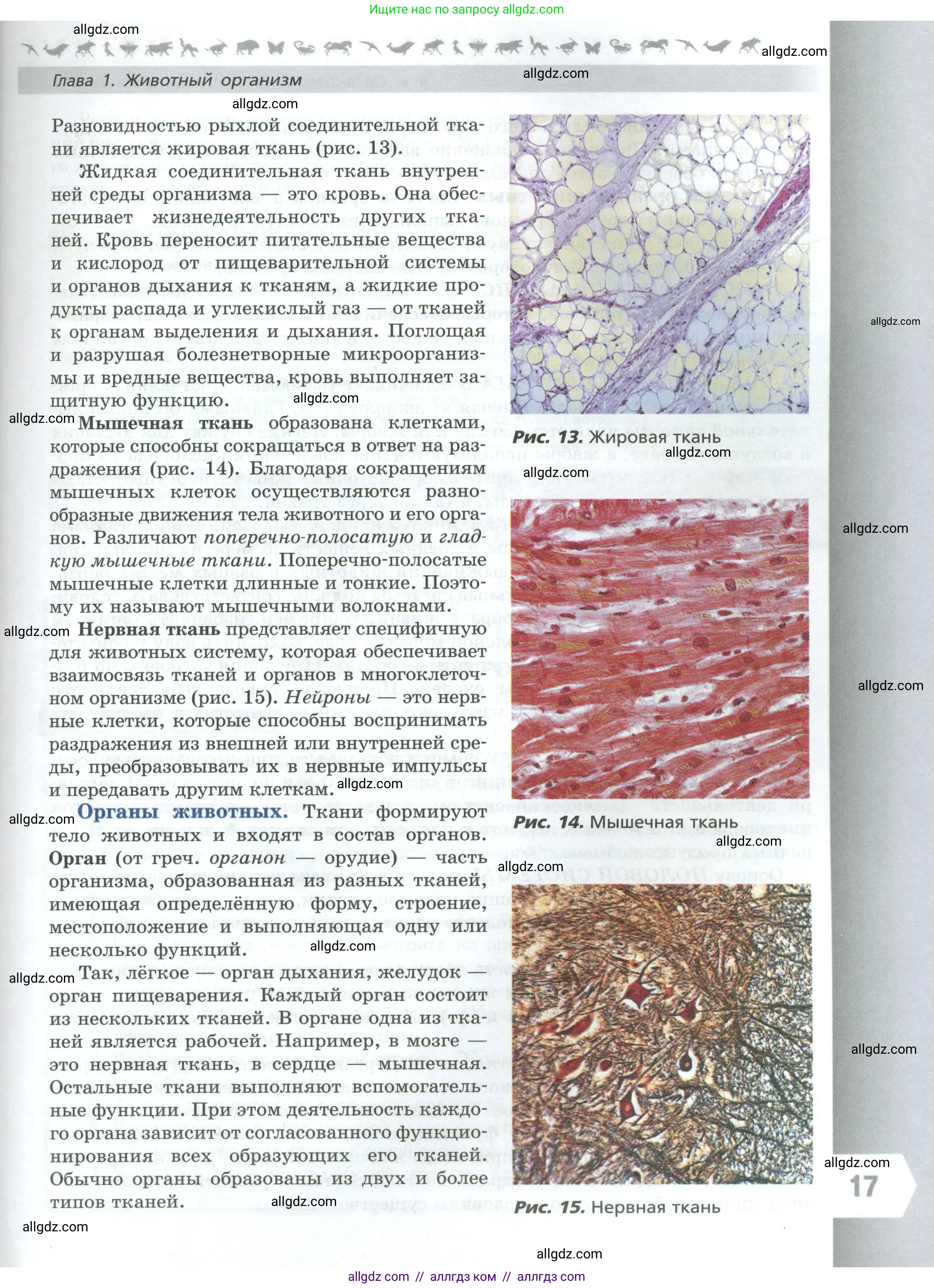 Биология, 8 класс Учебник, авторы: Пасечник Владимир Васильевич, Суматохин Сергей Витальевич, Гапонюк Зоя Георгиевна, издательство Просвещение, Москва, 2023, белого цвета, страница 17