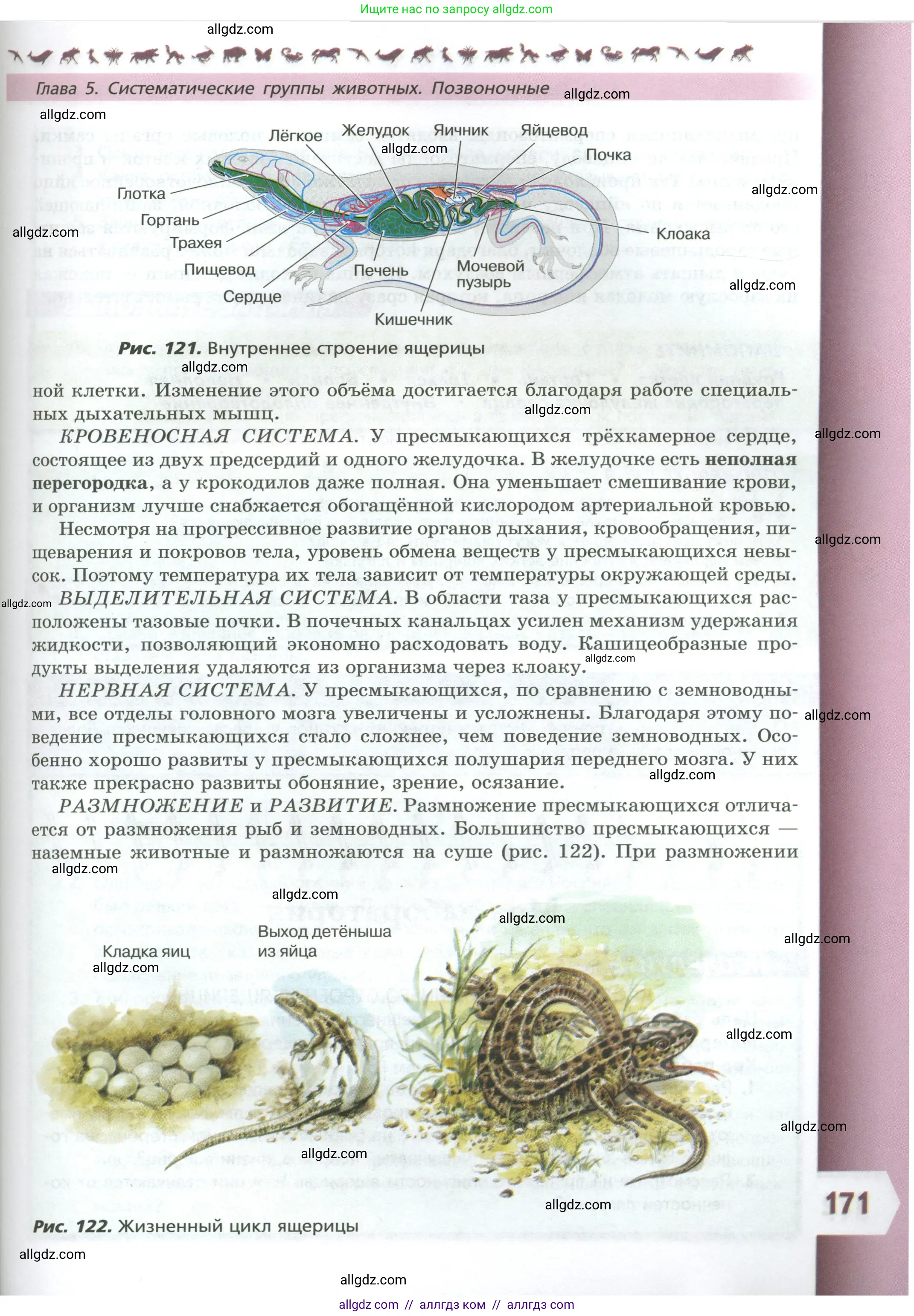 Биология, 8 класс Учебник, авторы: Пасечник Владимир Васильевич, Суматохин Сергей Витальевич, Гапонюк Зоя Георгиевна, издательство Просвещение, Москва, 2023, белого цвета, страница 171