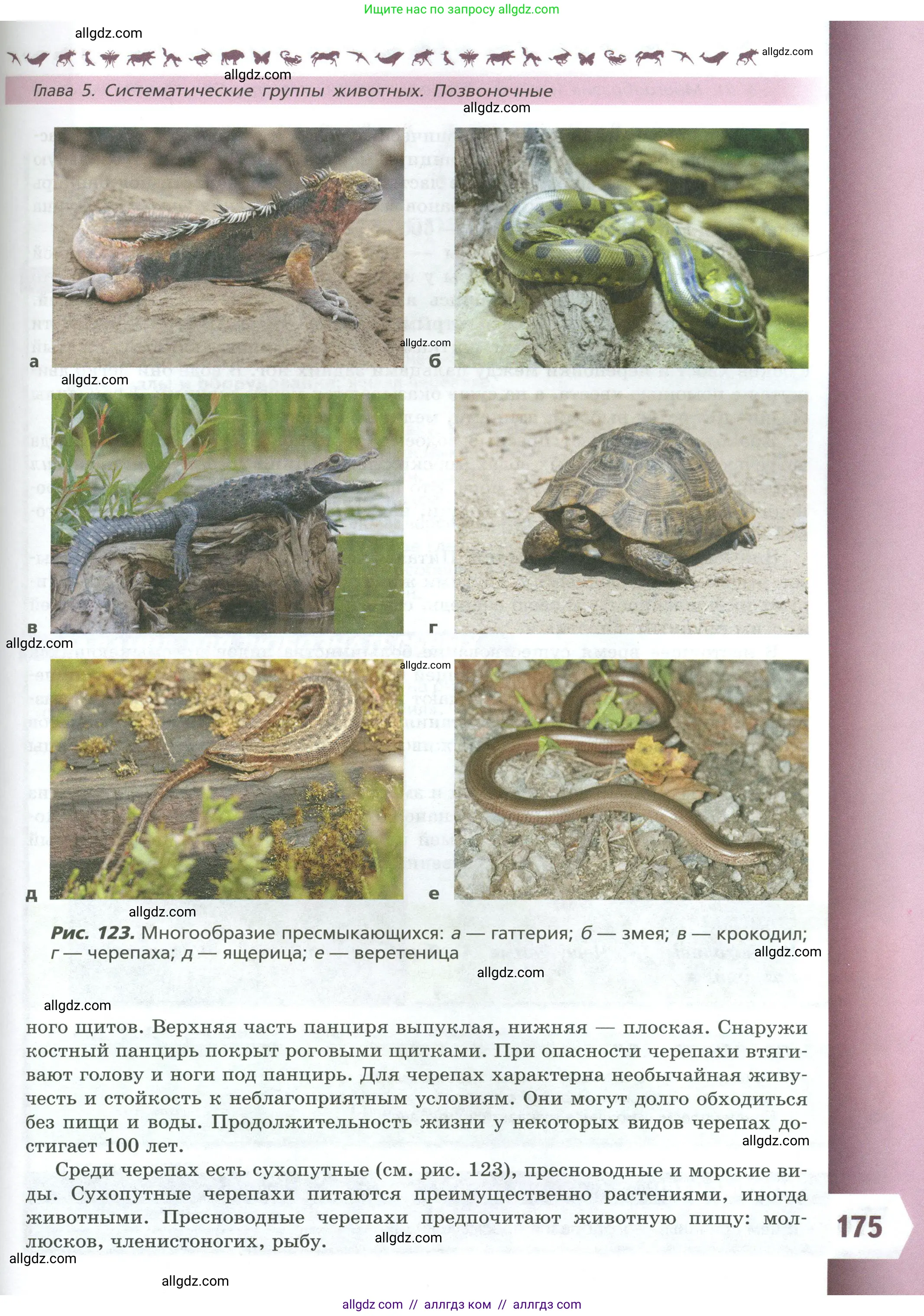 Биология, 8 класс Учебник, авторы: Пасечник Владимир Васильевич, Суматохин Сергей Витальевич, Гапонюк Зоя Георгиевна, издательство Просвещение, Москва, 2023, белого цвета, страница 175