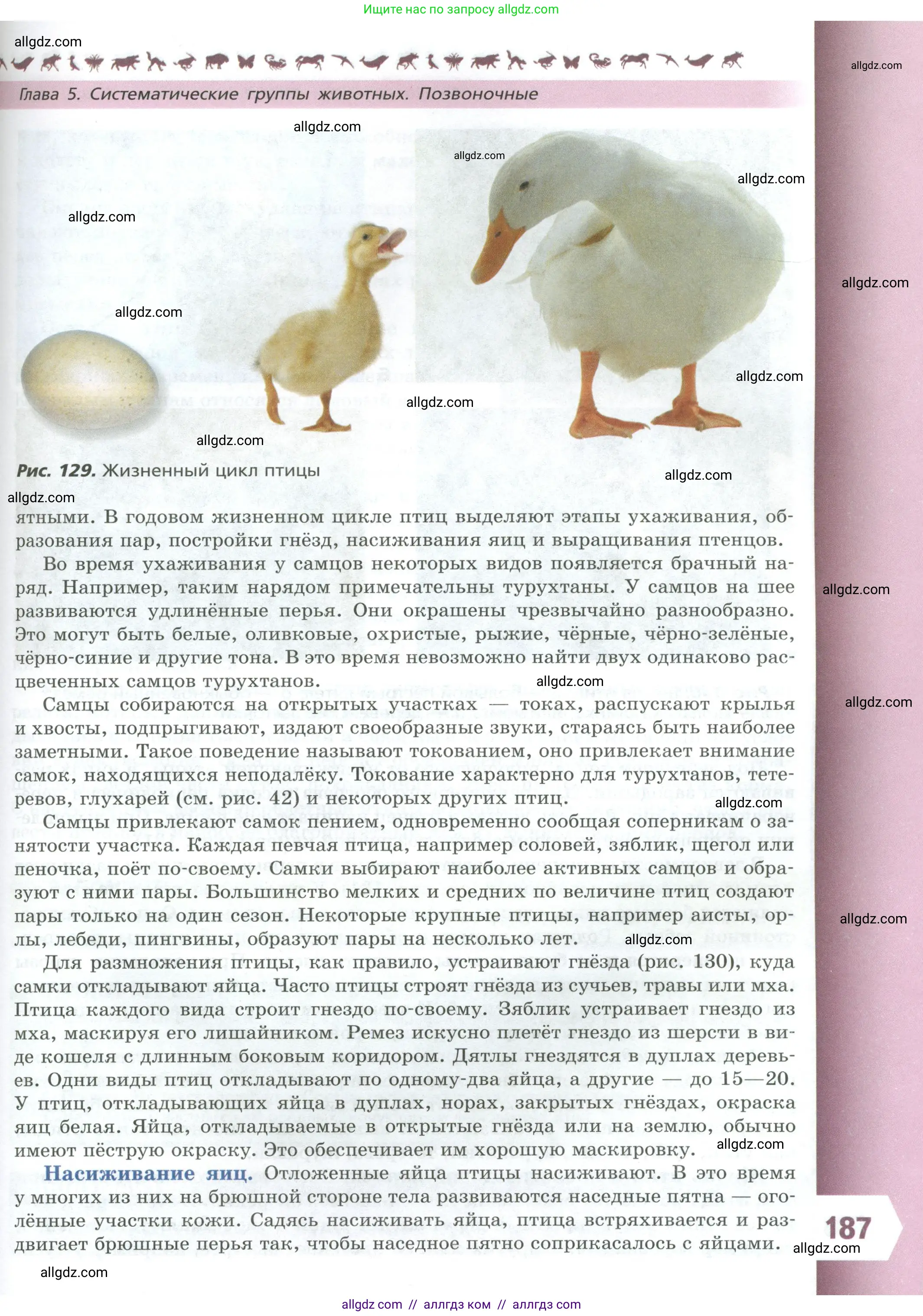 Биология, 8 класс Учебник, авторы: Пасечник Владимир Васильевич, Суматохин Сергей Витальевич, Гапонюк Зоя Георгиевна, издательство Просвещение, Москва, 2023, белого цвета, страница 187