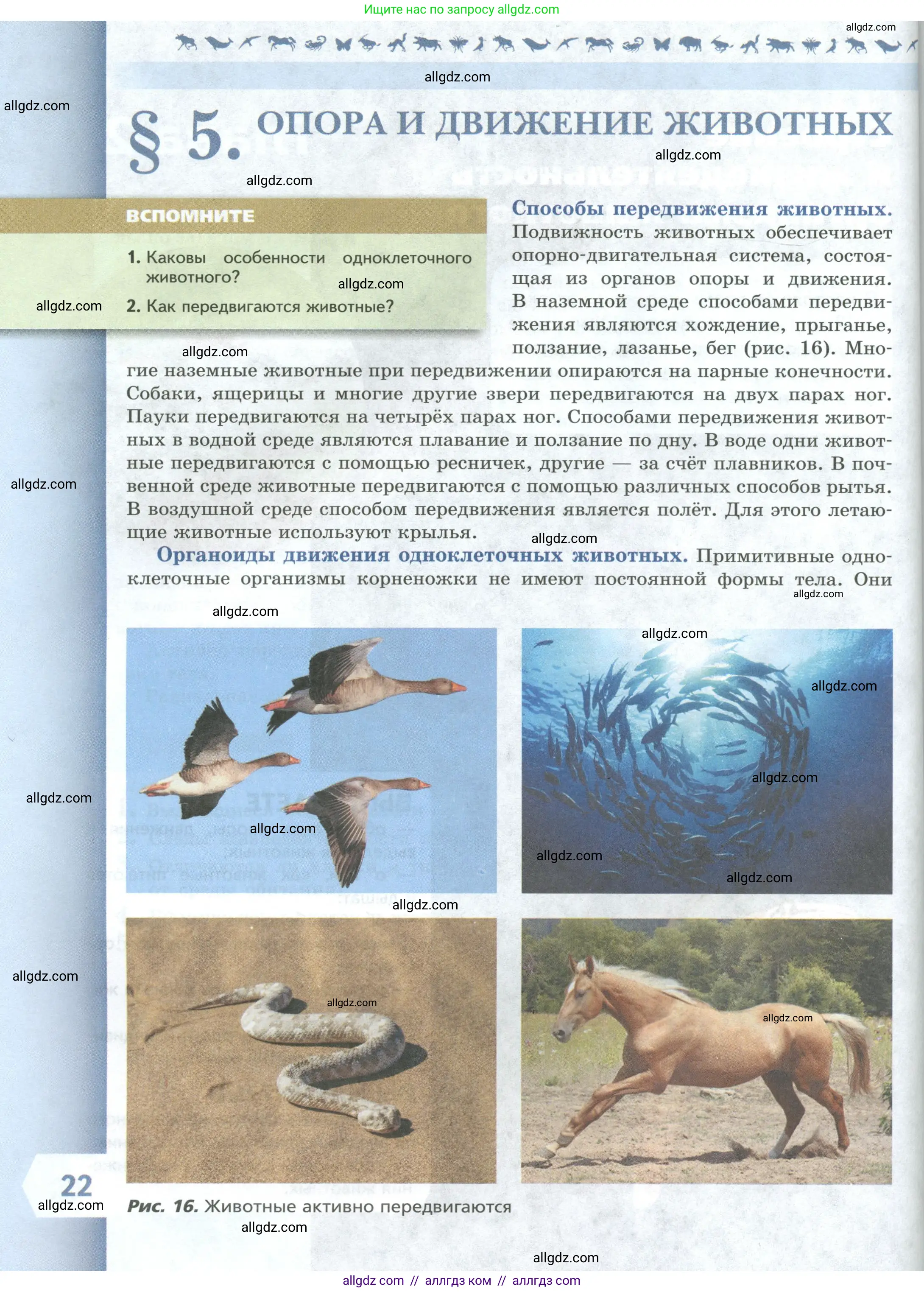 Биология, 8 класс Учебник, авторы: Пасечник Владимир Васильевич, Суматохин Сергей Витальевич, Гапонюк Зоя Георгиевна, издательство Просвещение, Москва, 2023, белого цвета, страница 22