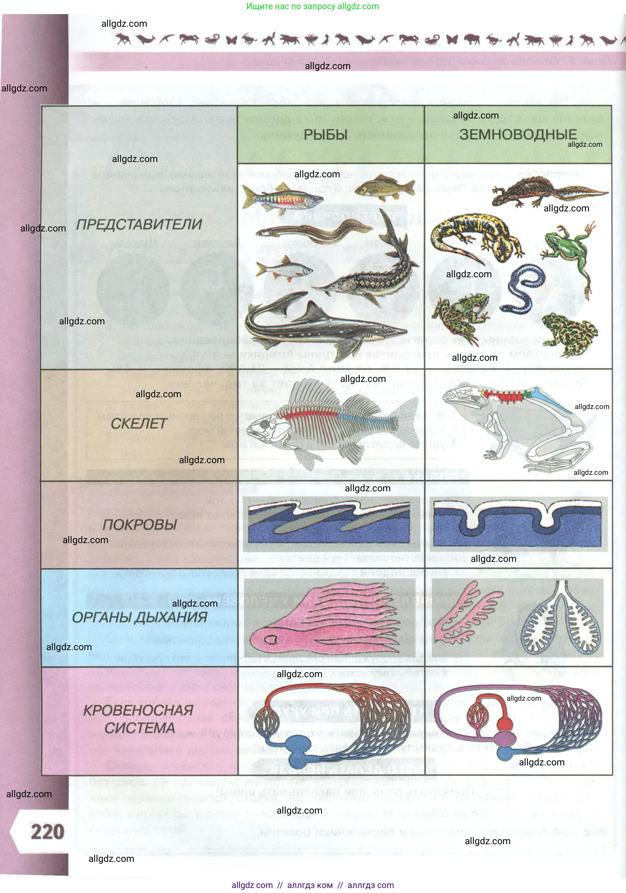 Биология, 8 класс Учебник, авторы: Пасечник Владимир Васильевич, Суматохин Сергей Витальевич, Гапонюк Зоя Георгиевна, издательство Просвещение, Москва, 2023, белого цвета, страница 220