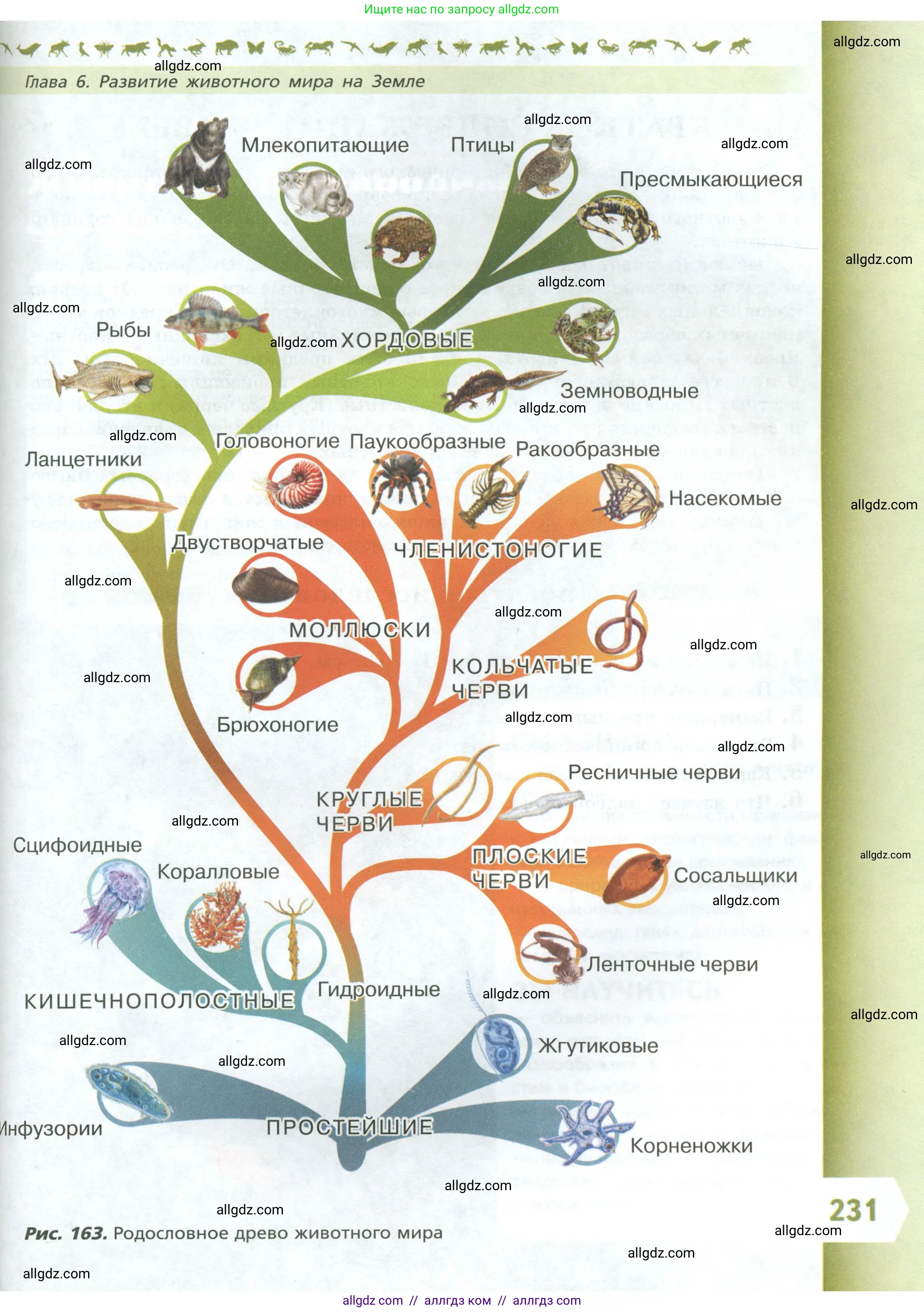 Биология, 8 класс Учебник, авторы: Пасечник Владимир Васильевич, Суматохин Сергей Витальевич, Гапонюк Зоя Георгиевна, издательство Просвещение, Москва, 2023, белого цвета, страница 231