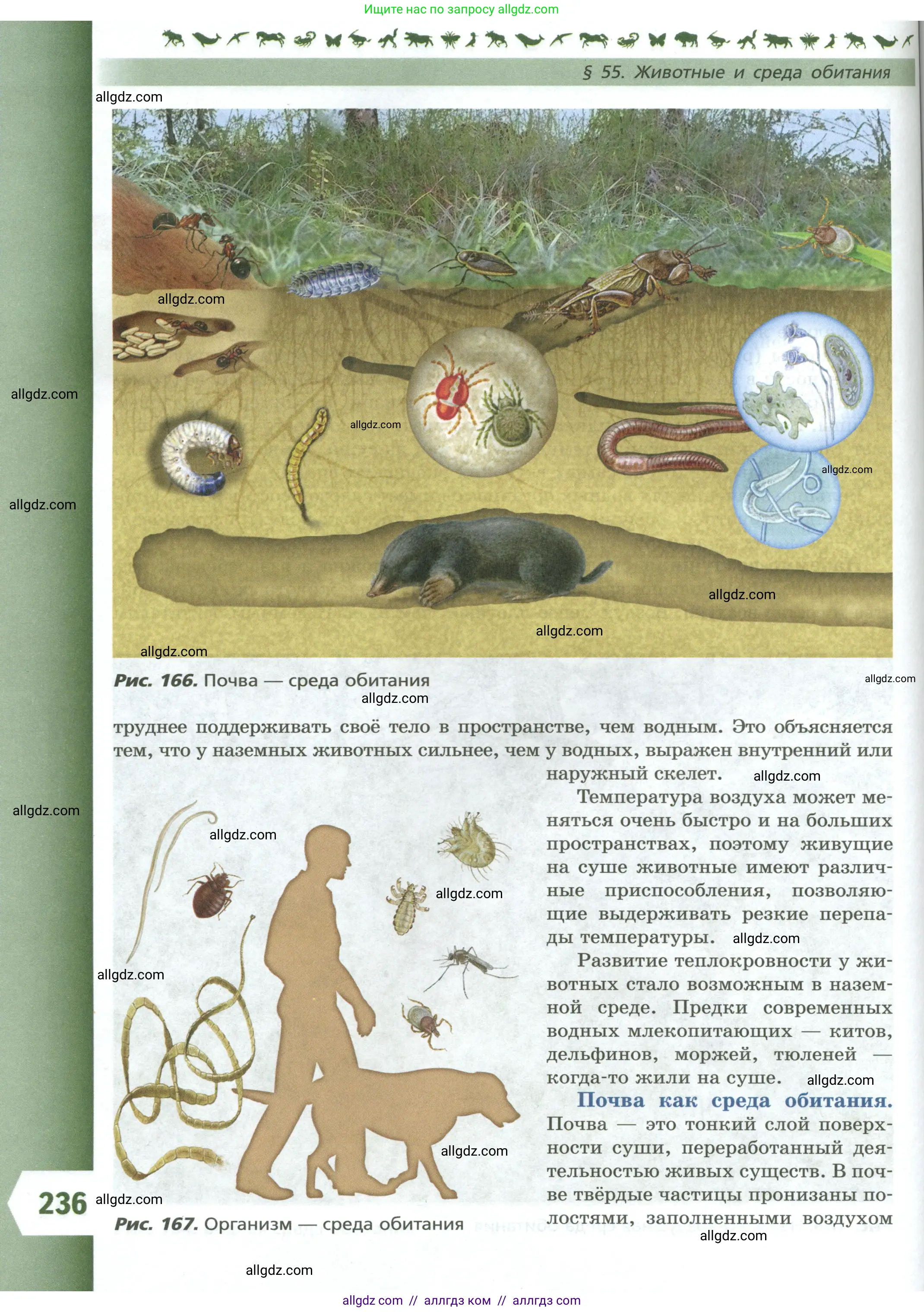 Биология, 8 класс Учебник, авторы: Пасечник Владимир Васильевич, Суматохин Сергей Витальевич, Гапонюк Зоя Георгиевна, издательство Просвещение, Москва, 2023, белого цвета, страница 236