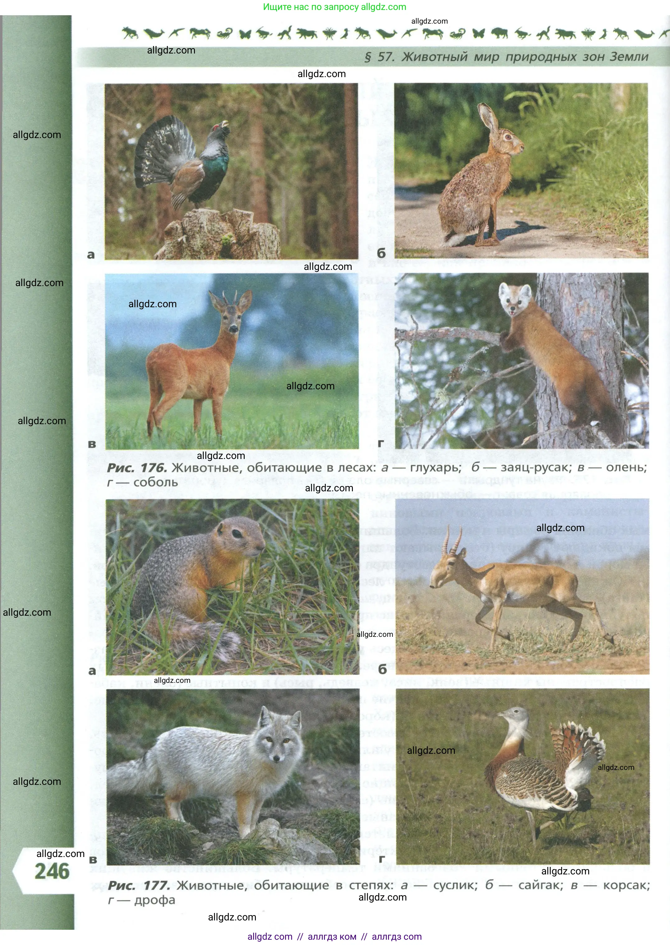 Биология, 8 класс Учебник, авторы: Пасечник Владимир Васильевич, Суматохин Сергей Витальевич, Гапонюк Зоя Георгиевна, издательство Просвещение, Москва, 2023, белого цвета, страница 246