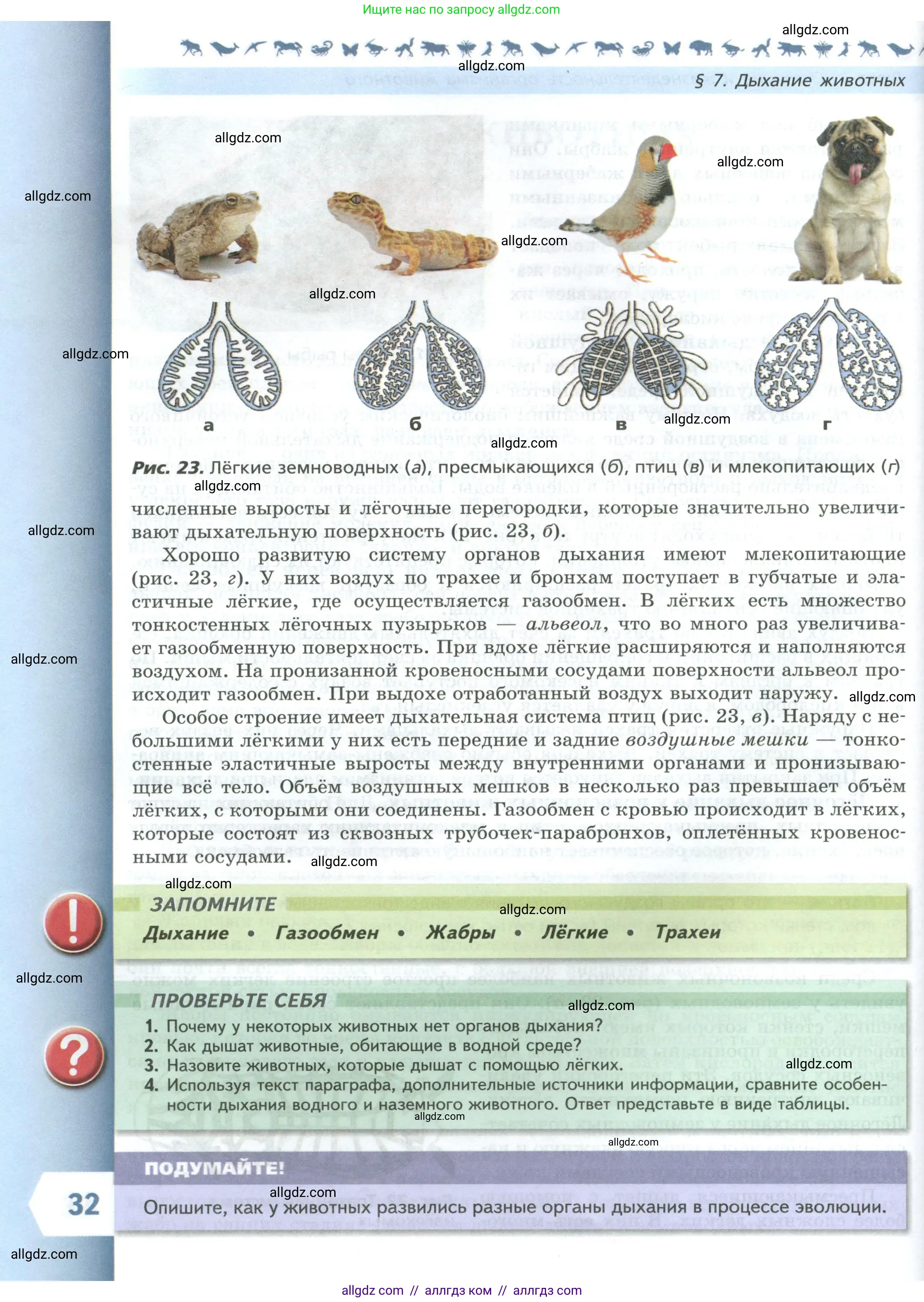 Биология, 8 класс Учебник, авторы: Пасечник Владимир Васильевич, Суматохин Сергей Витальевич, Гапонюк Зоя Георгиевна, издательство Просвещение, Москва, 2023, белого цвета, страница 32