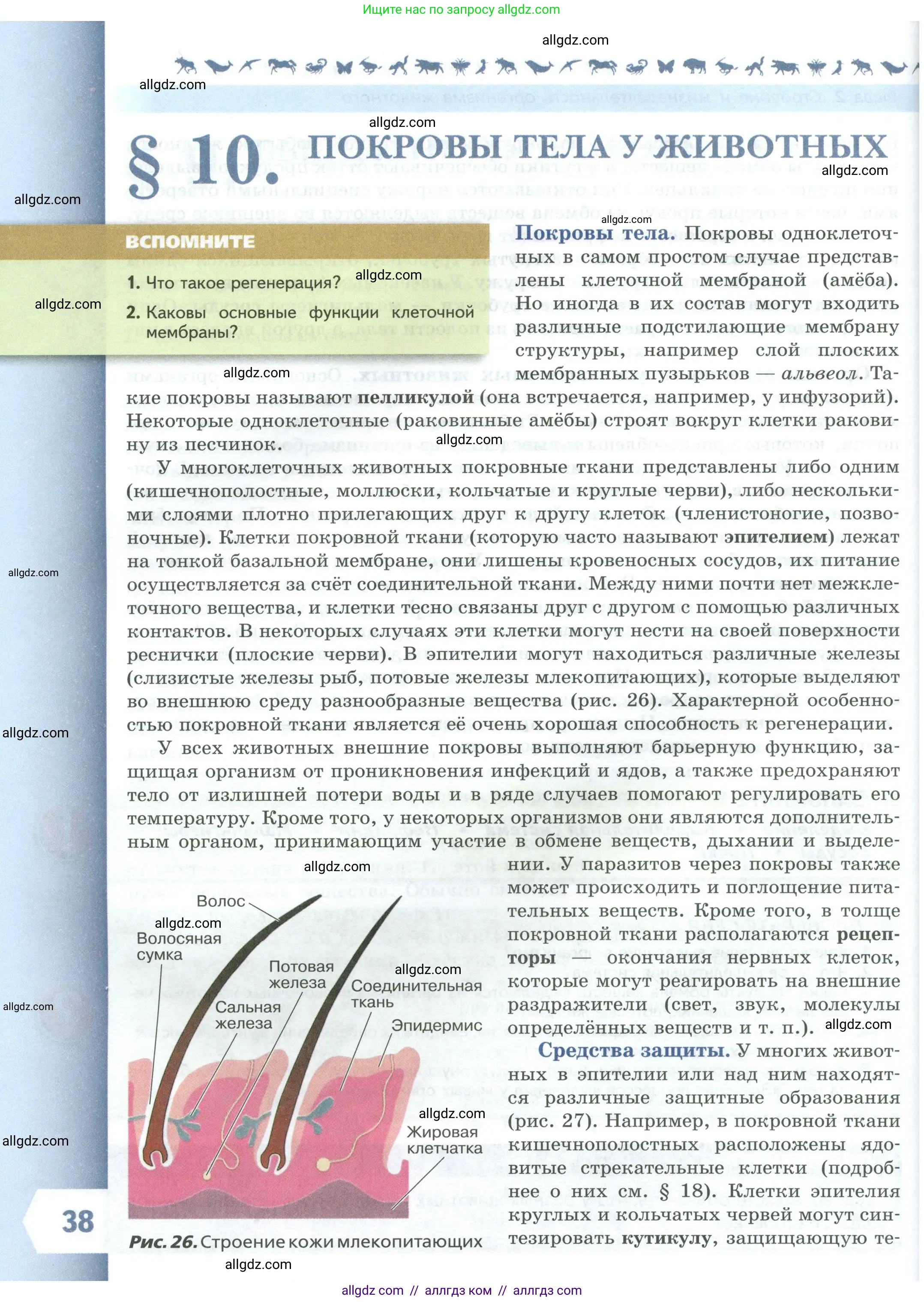 Биология, 8 класс Учебник, авторы: Пасечник Владимир Васильевич, Суматохин Сергей Витальевич, Гапонюк Зоя Георгиевна, издательство Просвещение, Москва, 2023, белого цвета, страница 38
