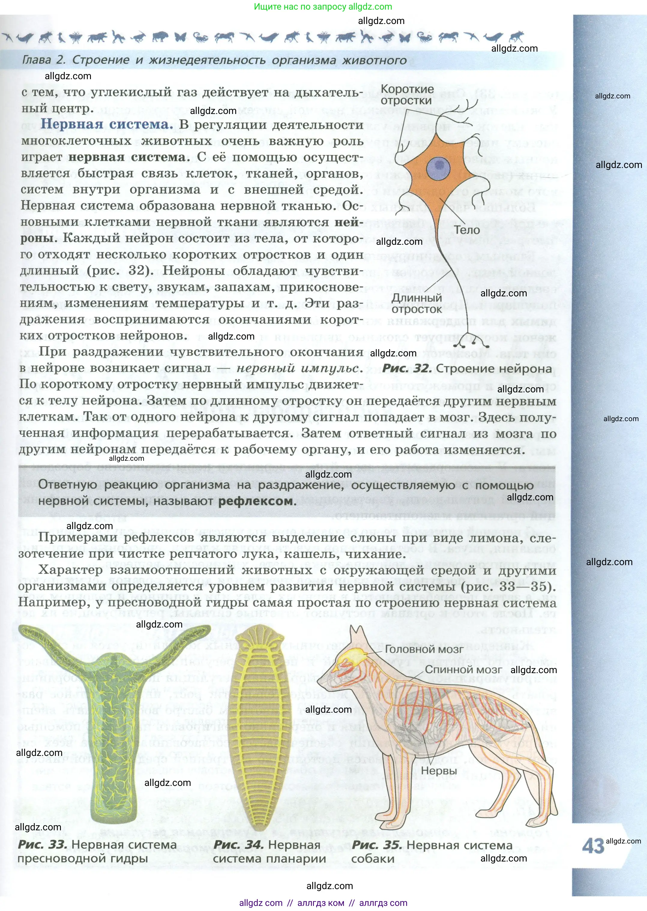 Биология, 8 класс Учебник, авторы: Пасечник Владимир Васильевич, Суматохин Сергей Витальевич, Гапонюк Зоя Георгиевна, издательство Просвещение, Москва, 2023, белого цвета, страница 43